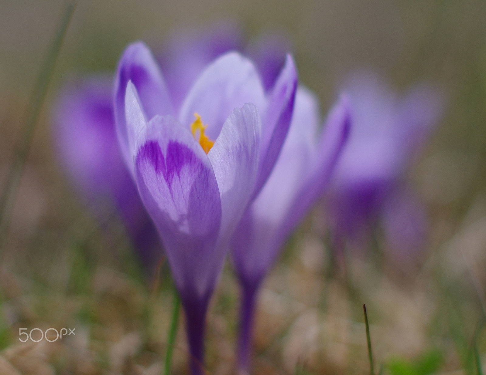 Pentax K-50 + Pentax smc FA 50mm F1.4 sample photo. Colour impression photography