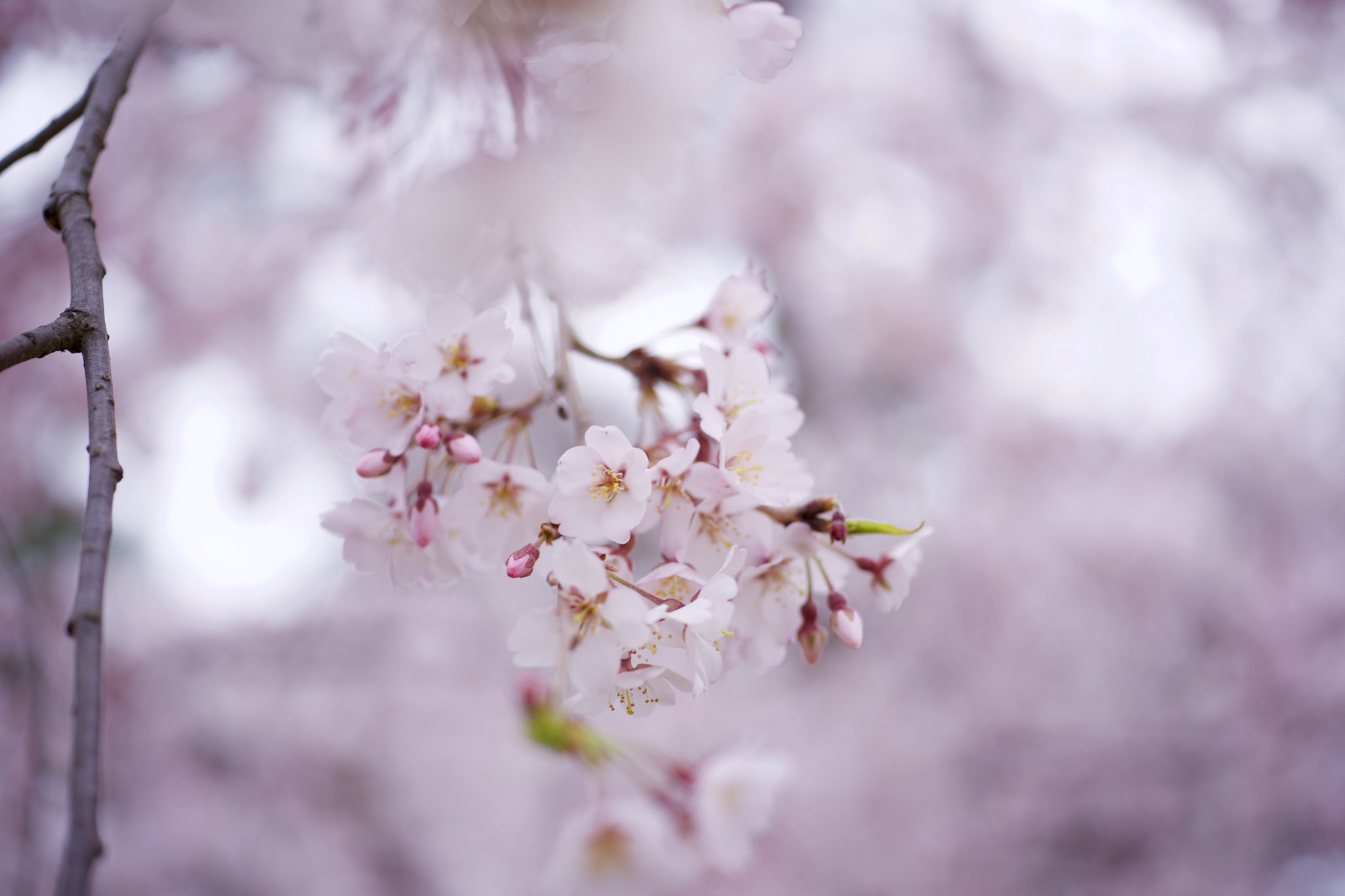 Sony a7 + Sony 50mm F2.8 Macro sample photo. Kyoto photography