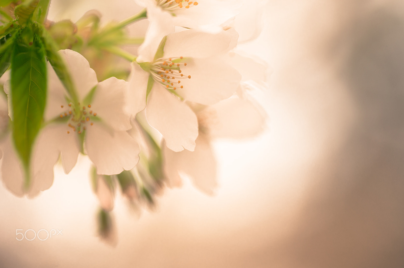 Nikon Df sample photo. Sakura photography
