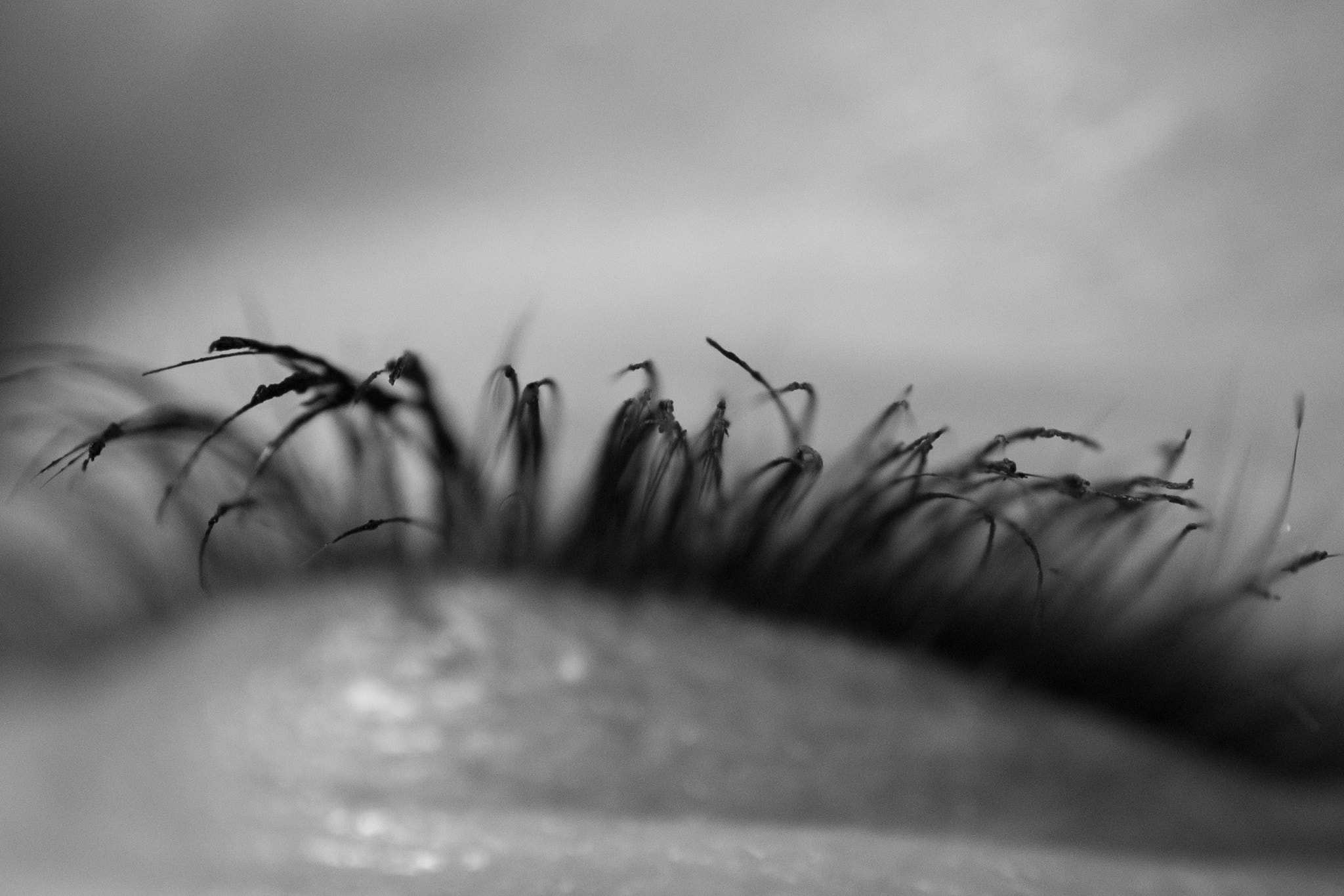 Nikon AF-S DX Micro Nikkor 40mm F2.8 sample photo. Cat tails photography