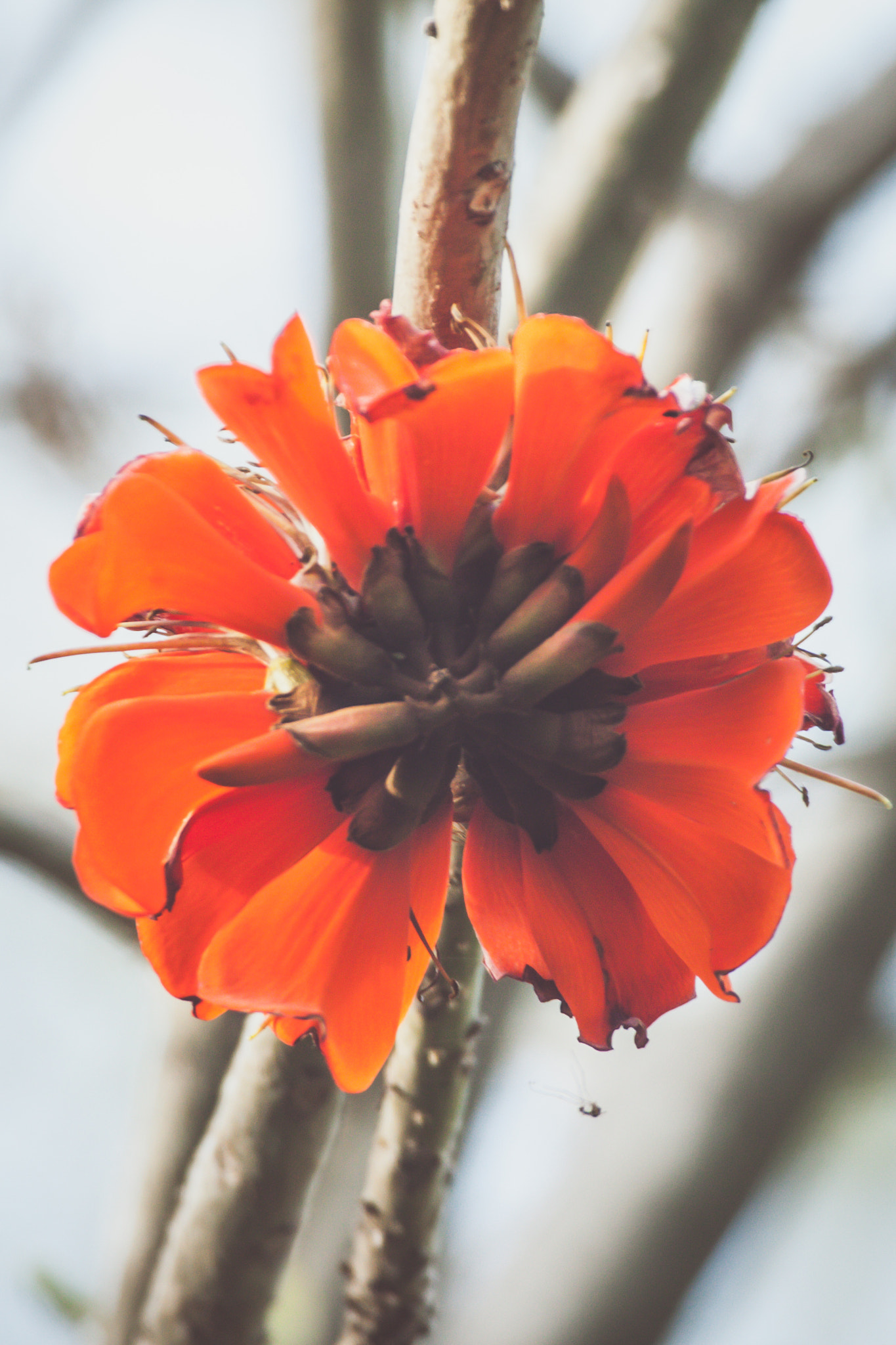 Canon EF 100-400mm F4.5-5.6L IS USM sample photo. Red flower photography