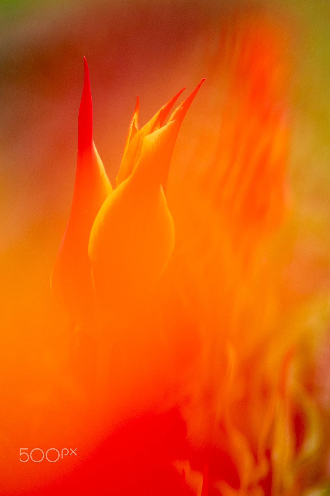 Panasonic Lumix G X Vario 35-100mm F2.8 OIS sample photo. Tulip photography