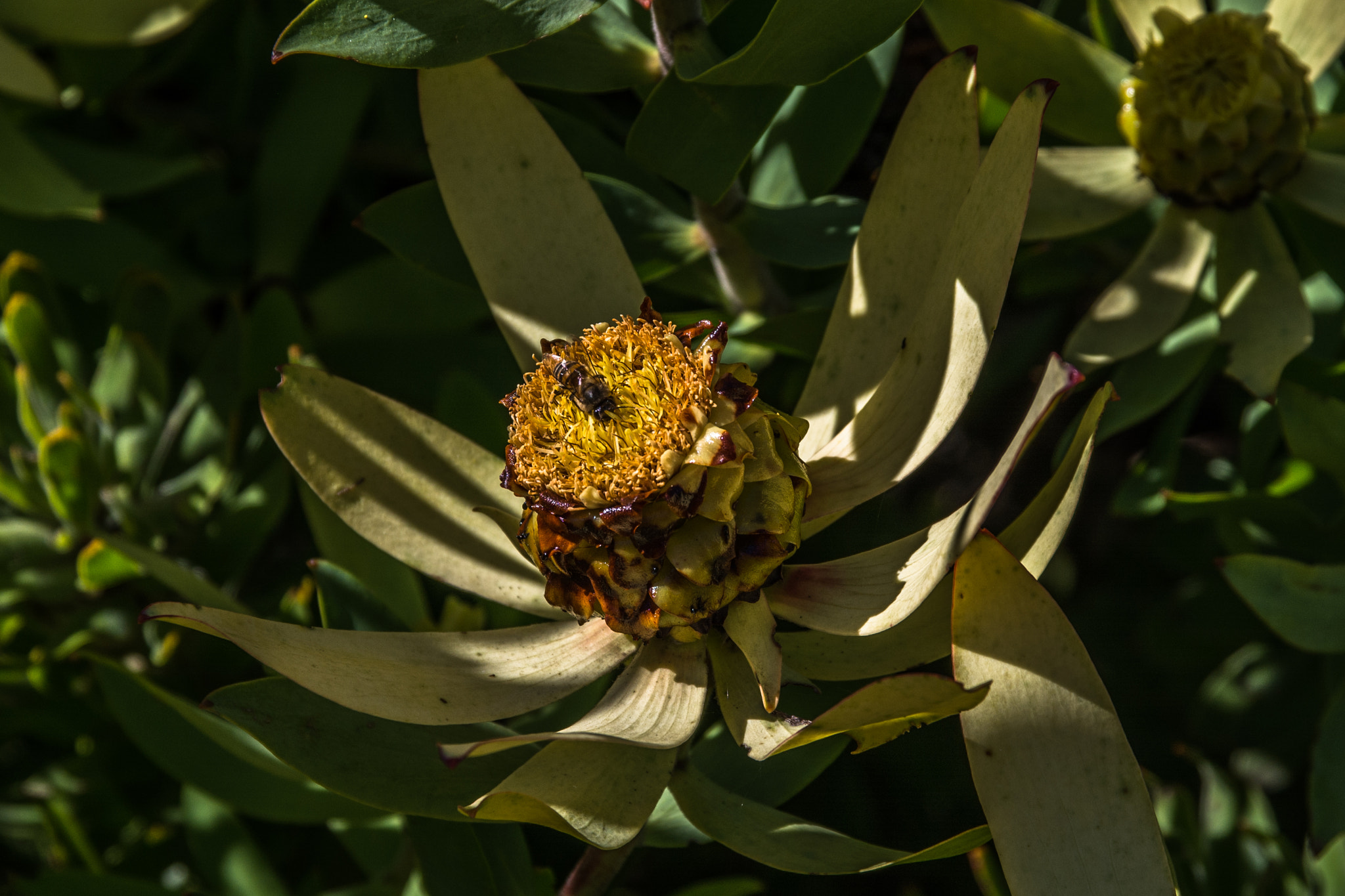 Sigma 17-70mm F2.8-4 DC Macro OS HSM | C sample photo. Mother nature photography