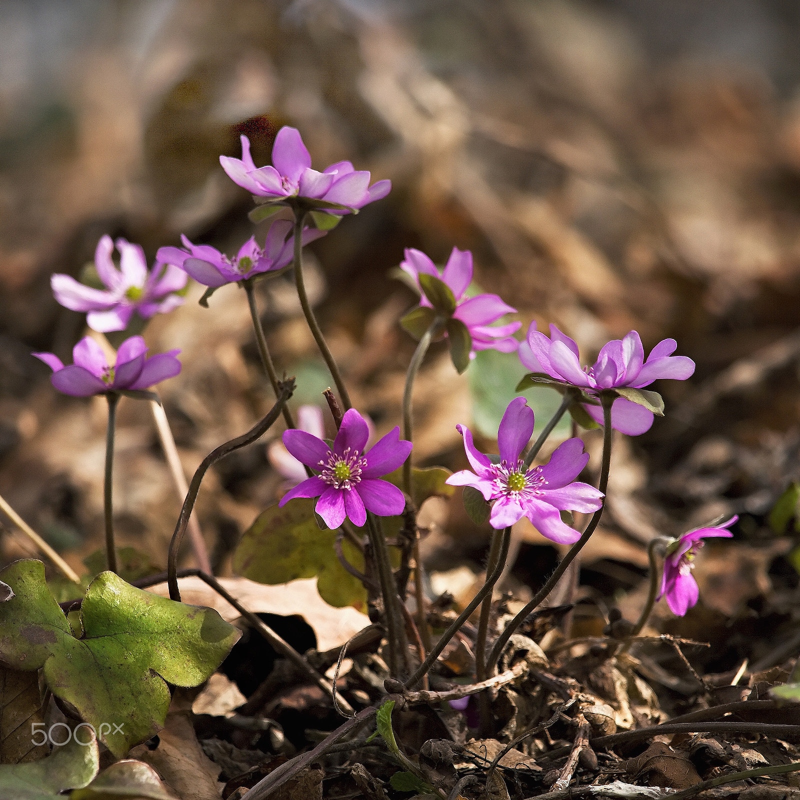 Canon EF-S 55-250mm F4-5.6 IS STM sample photo. Anemone hepatica photography
