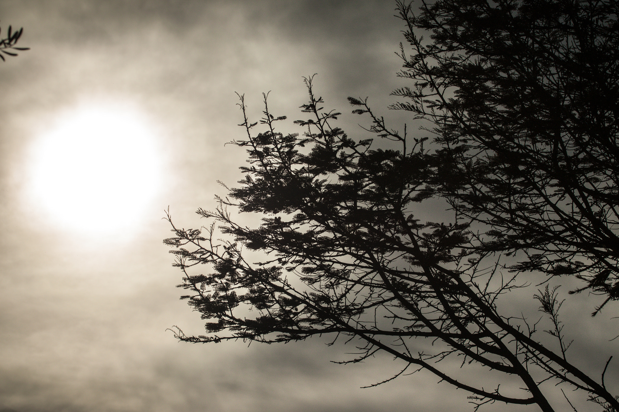Canon EF 100-400mm F4.5-5.6L IS USM sample photo. Cloudy day photography