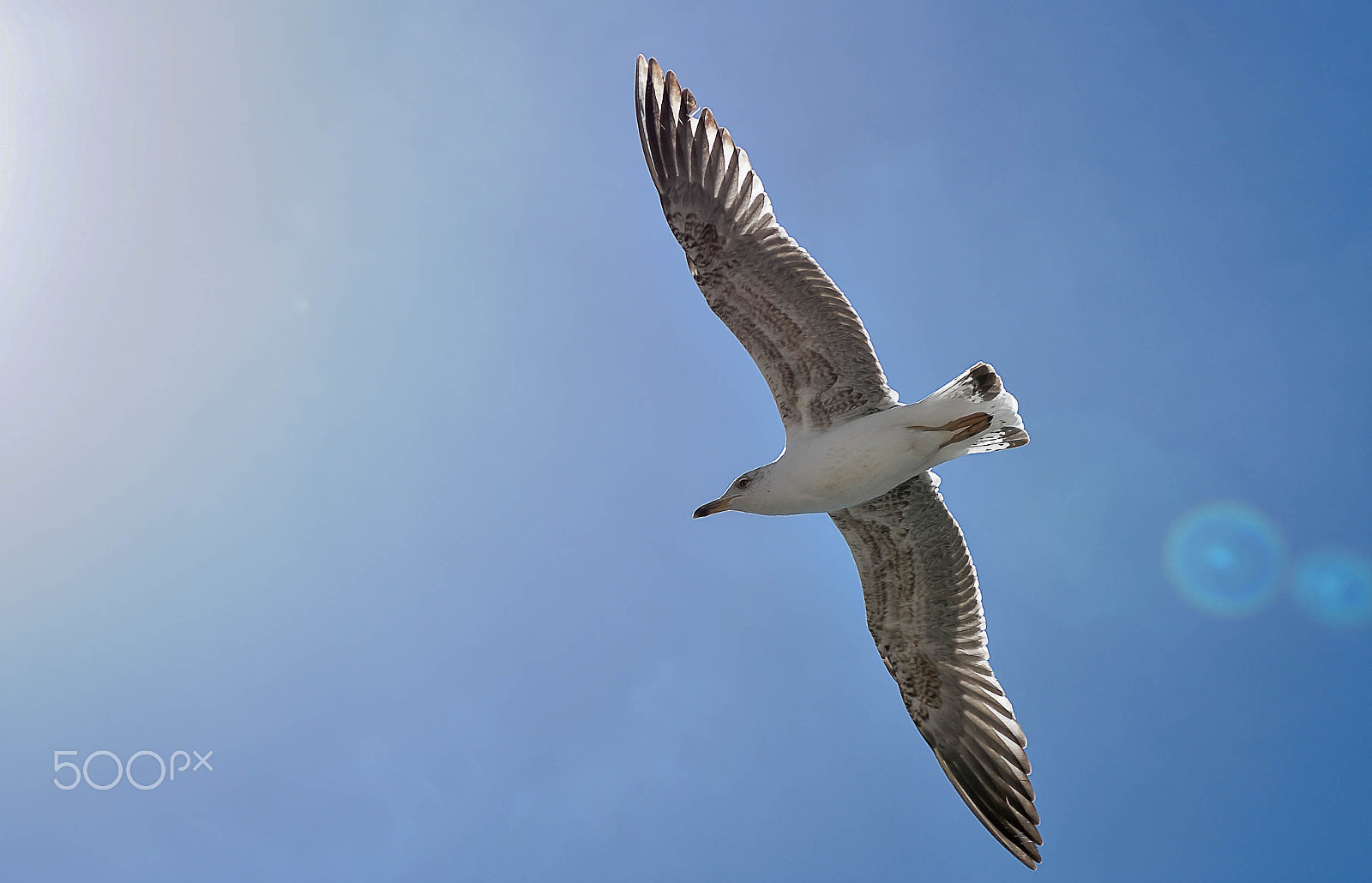 AF Zoom-Nikkor 28-85mm f/3.5-4.5 sample photo. Freedom photography