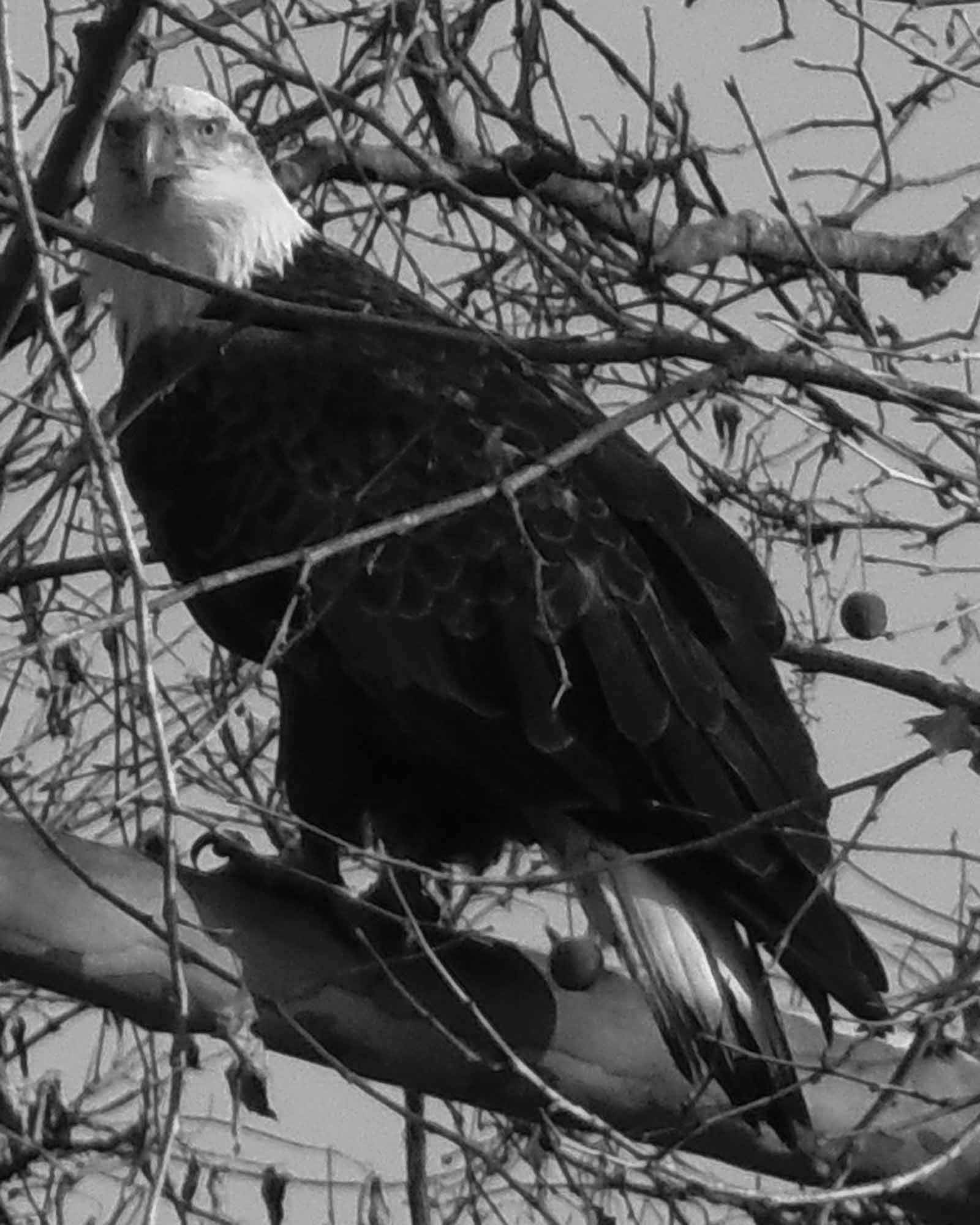 Olympus SP-810UZ sample photo. 2013_bird 021 bw photography