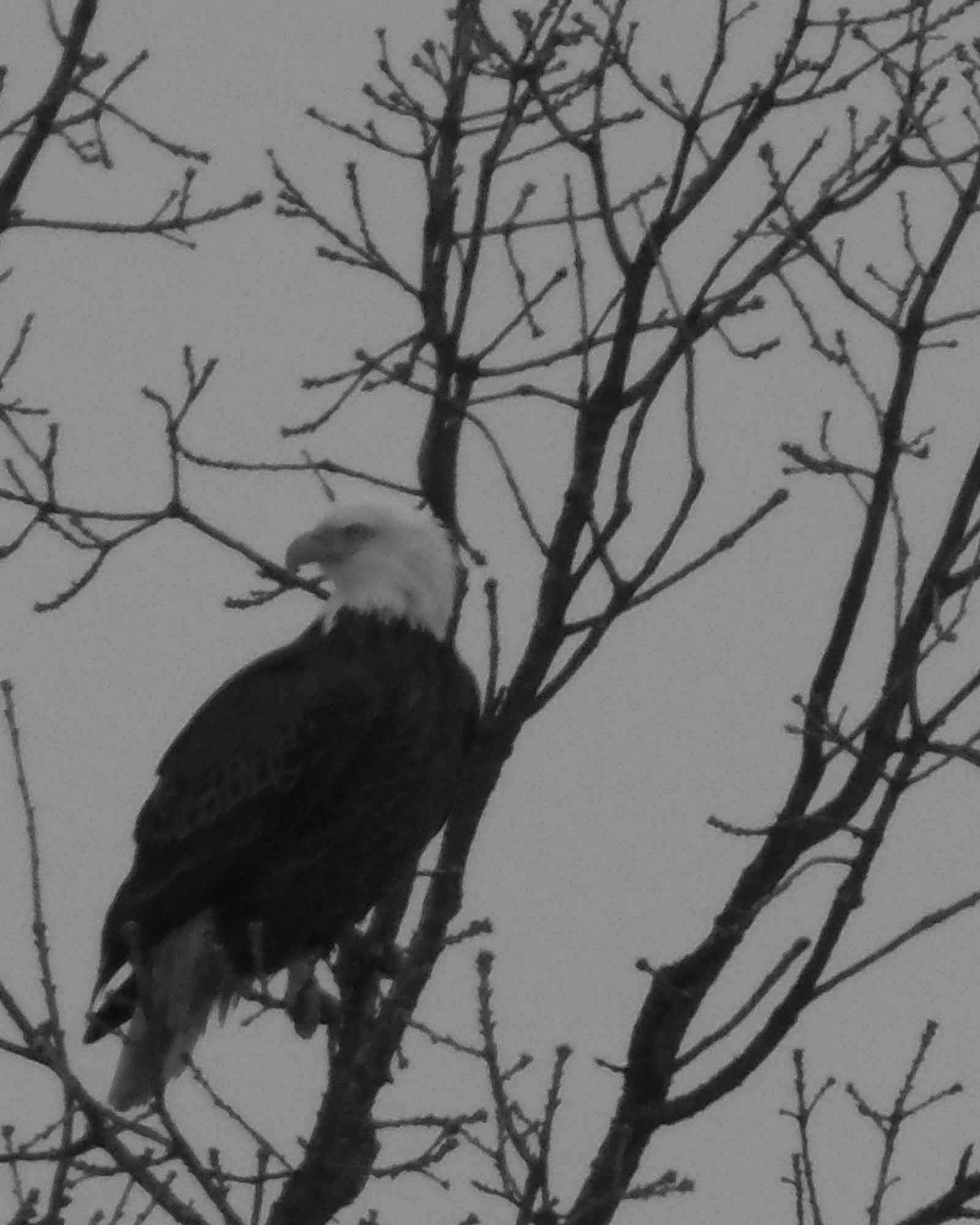 Olympus SP-810UZ sample photo. 2014_bird 014 bw photography