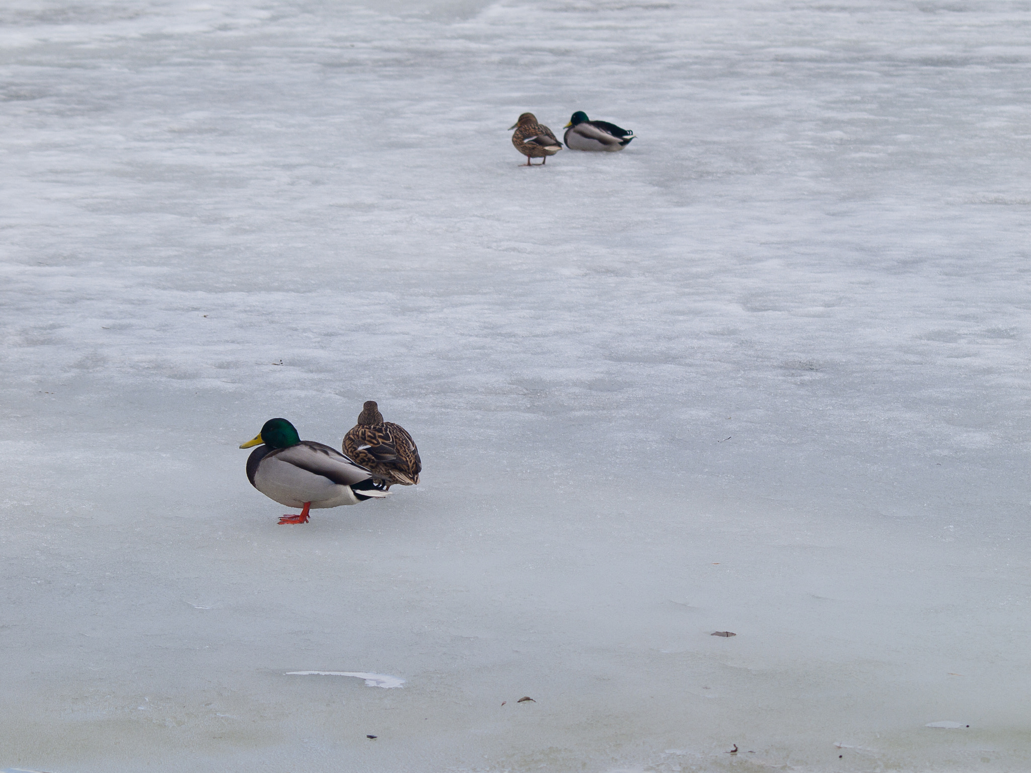 Olympus Zuiko Digital ED 70-300mm F4.0-5.6 sample photo. It's time for love photography