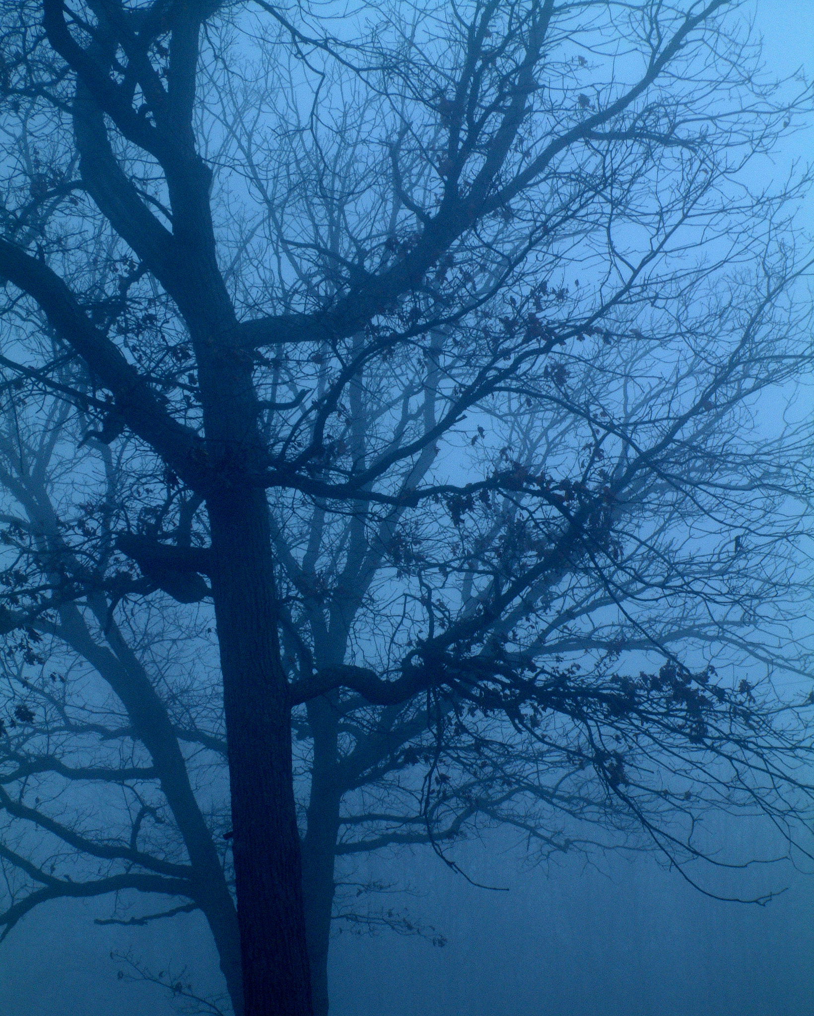 Fujifilm FinePix S602 ZOOM sample photo. Spring fog photography