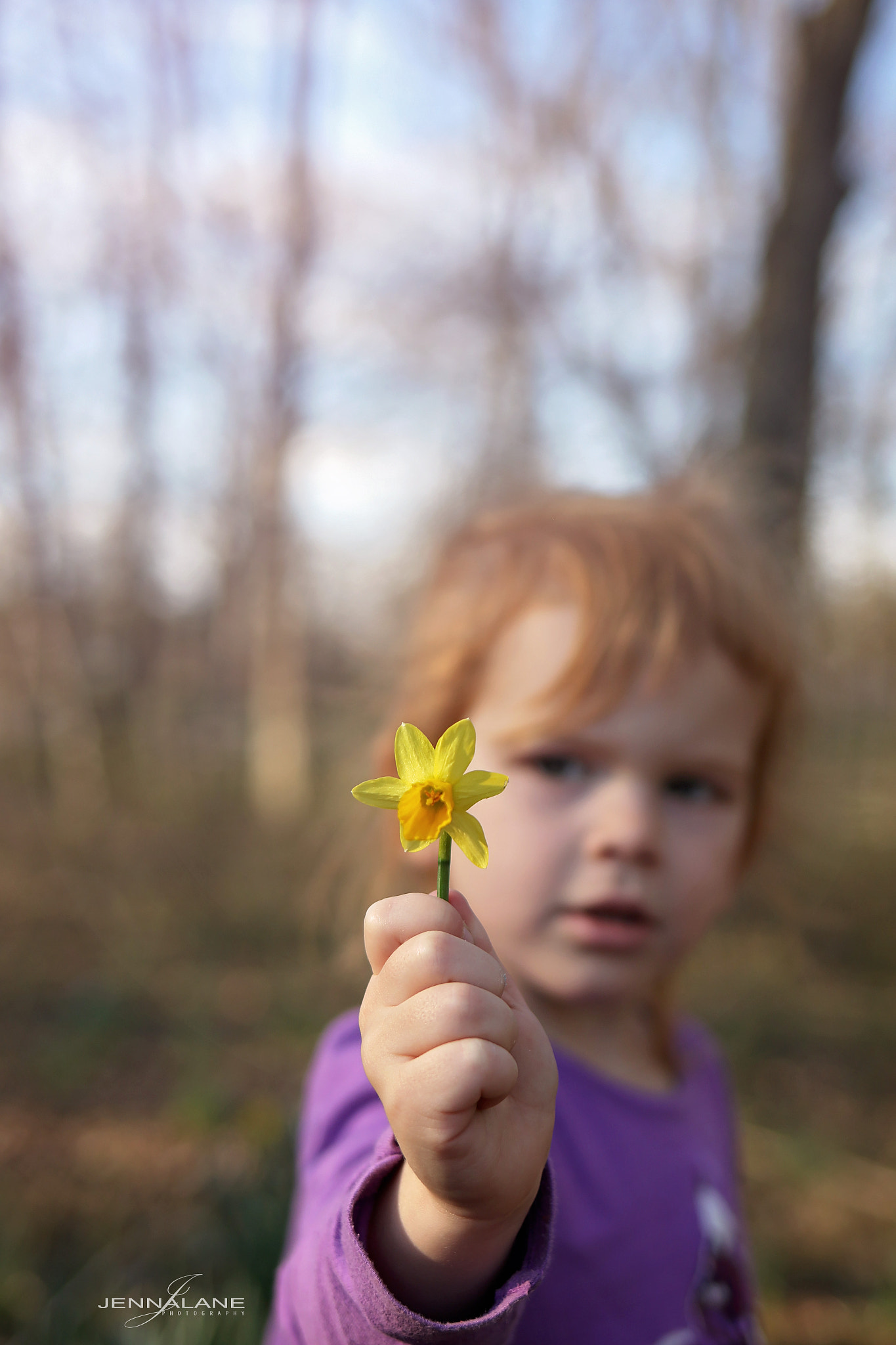 Canon EF 35mm F2 IS USM sample photo. Daffodill photography