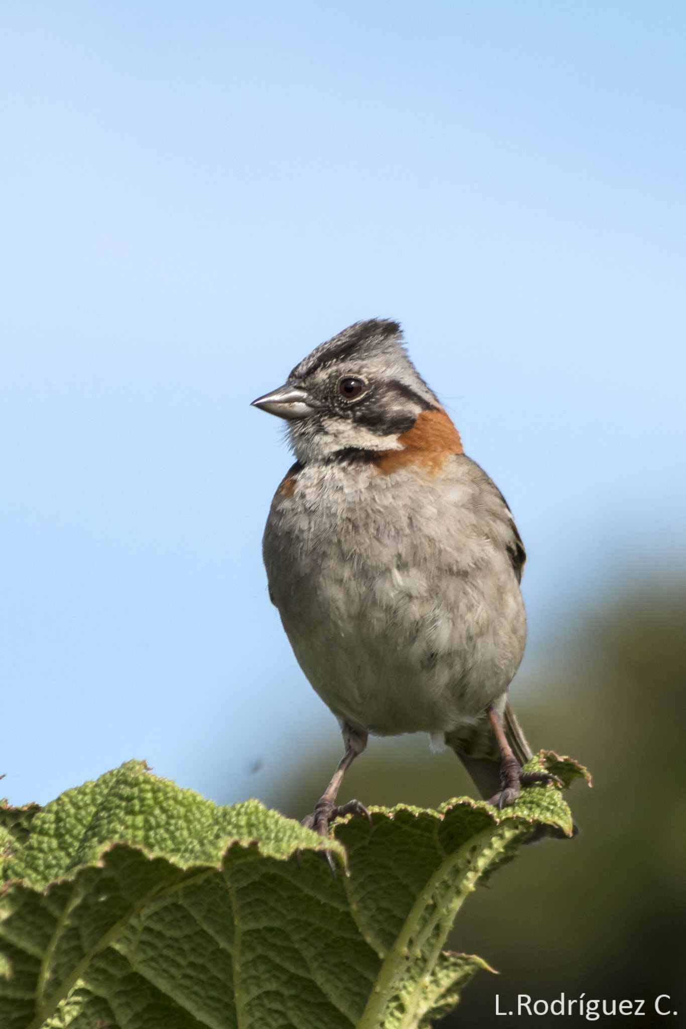 smc PENTAX-DA L 55-300mm F4-5.8 ED sample photo. Chincol - rufous-collared sparrow photography