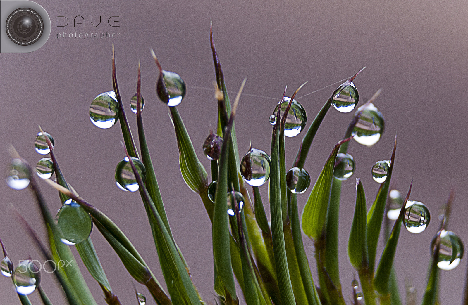 Nikon D200 sample photo. Crystal balls photography