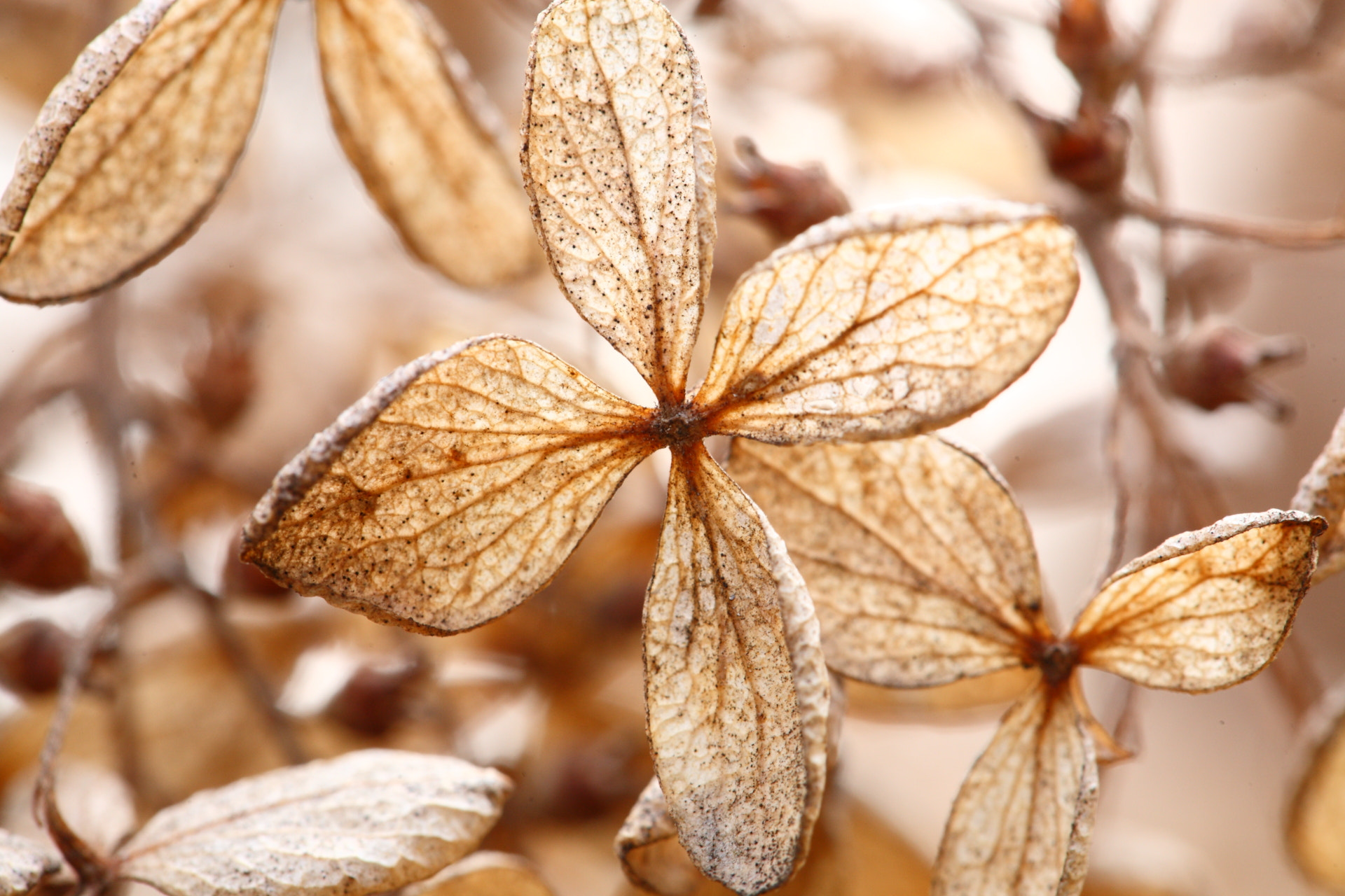 Canon EOS 5D + Canon EF 100mm F2.8L Macro IS USM sample photo. A track of last winter photography