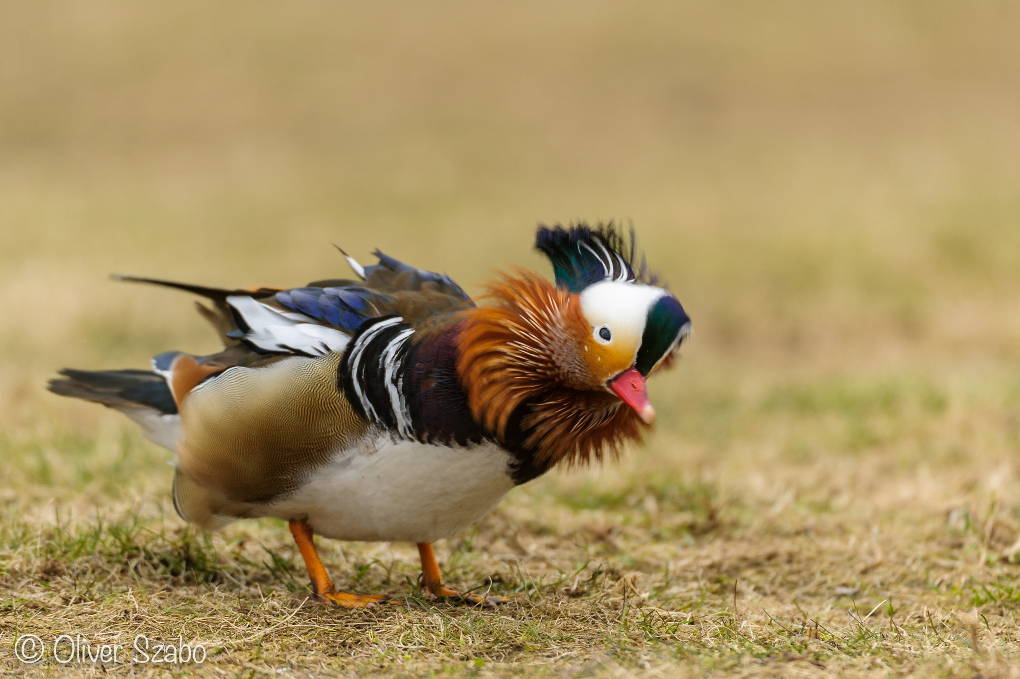 Nikon AF-S Nikkor 200-400mm F4G ED-IF VR sample photo. Shaking mandarin photography