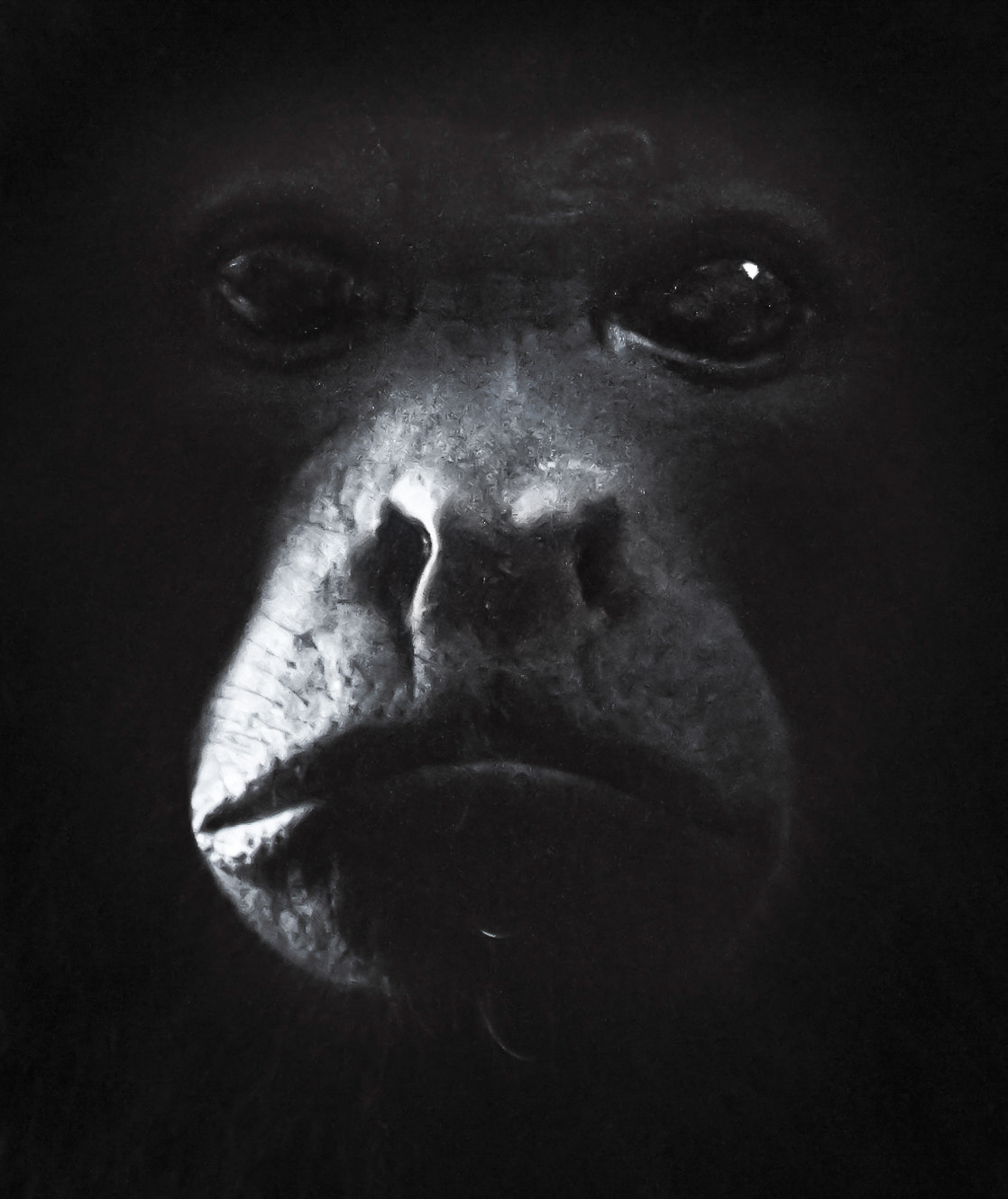 Sigma 70-300mm F4-5.6 APO DG Macro sample photo. The primate photography