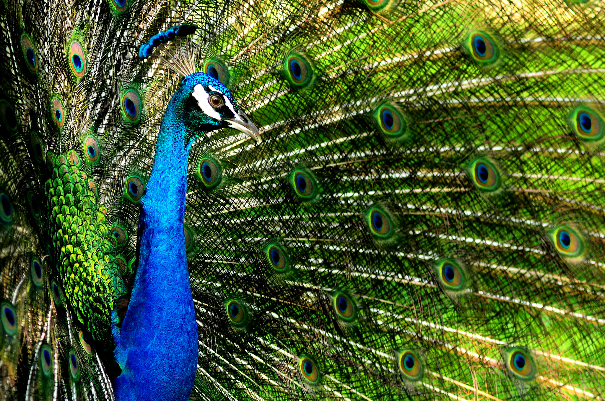 AF Zoom-Nikkor 75-300mm f/4.5-5.6 sample photo. Peacock photography