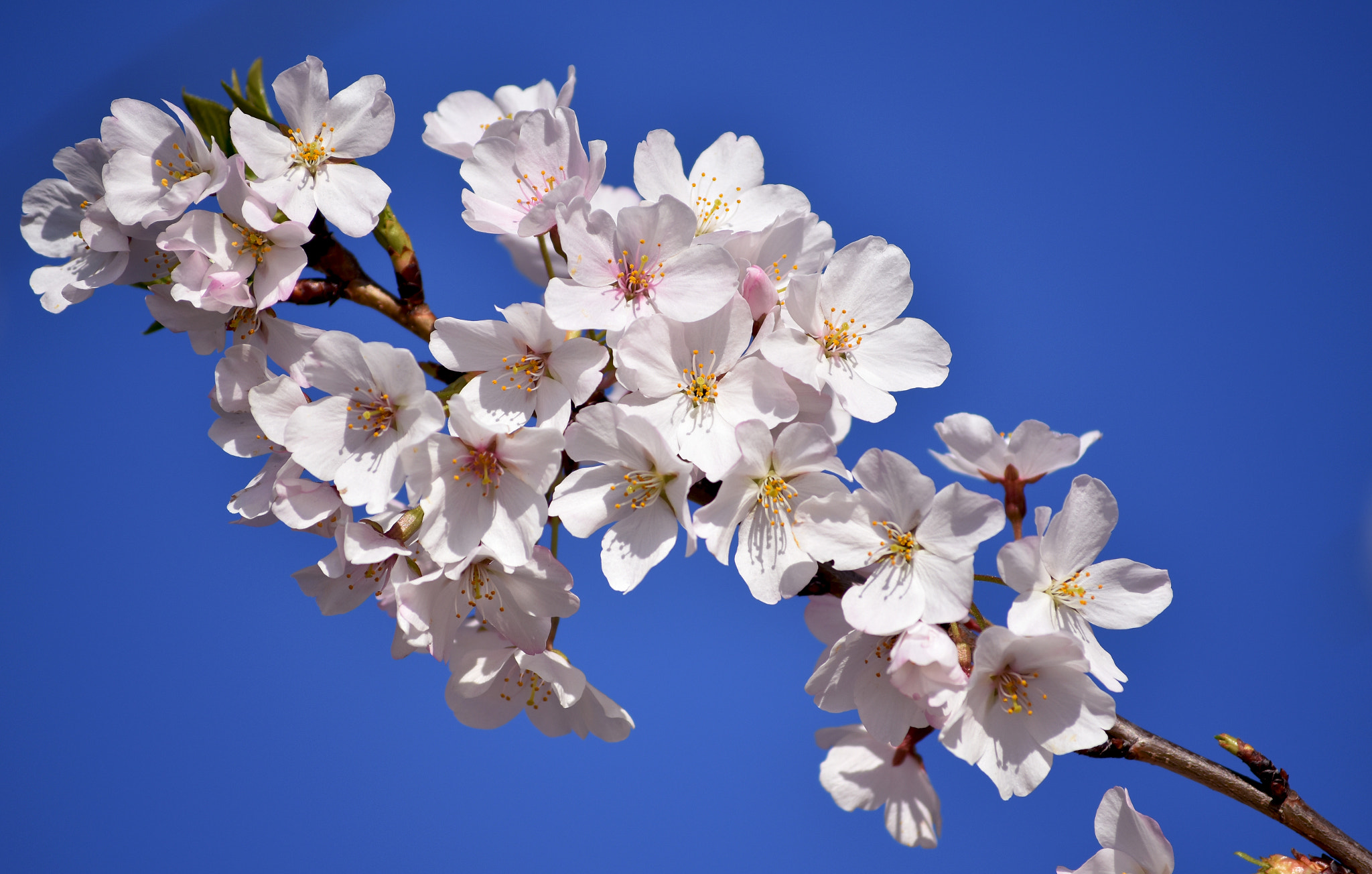 Nikon AF Nikkor 85mm F1.8D sample photo. Cherry blossom photography