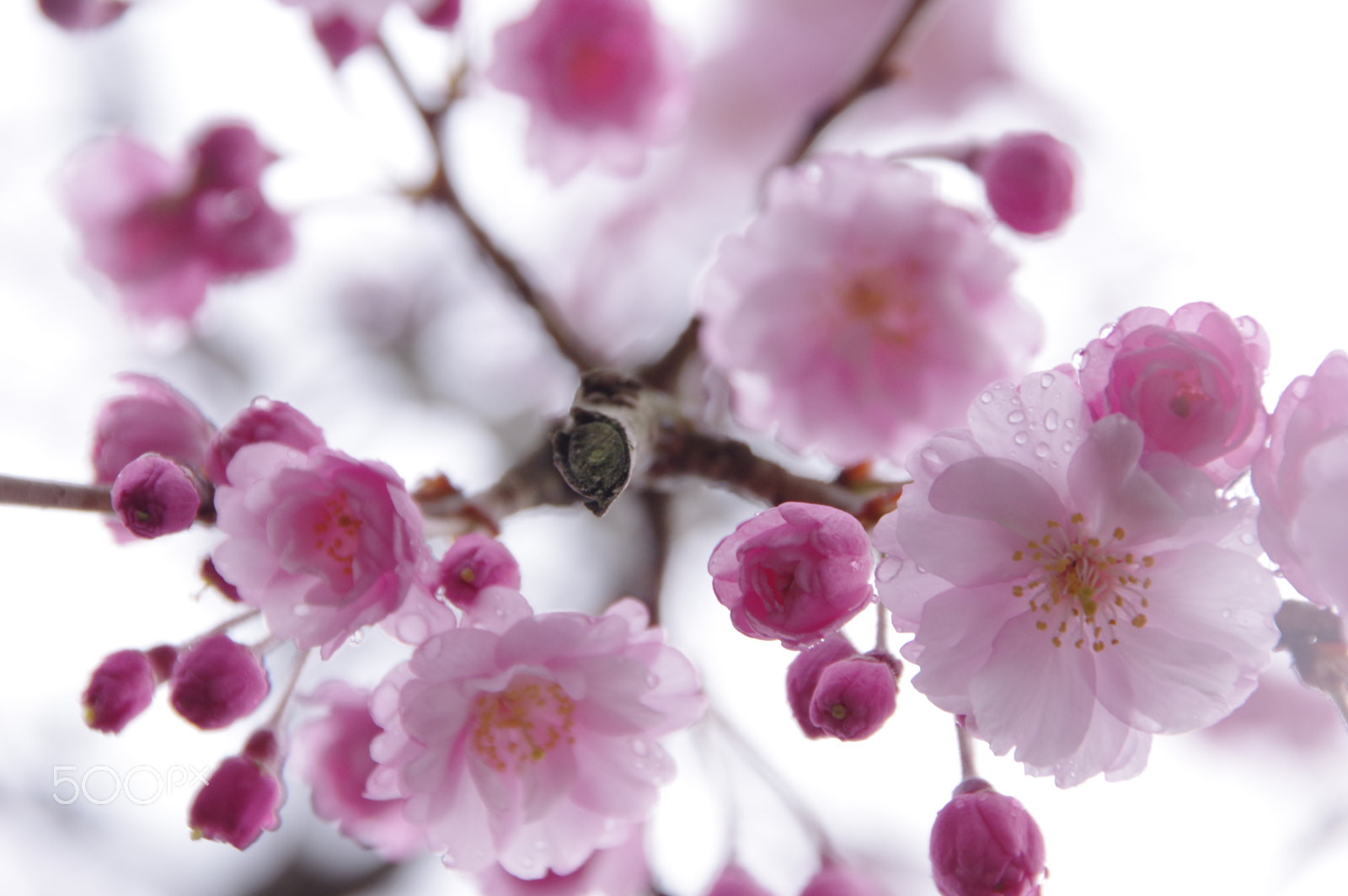 Pentax K-3 II sample photo. Bloom photography