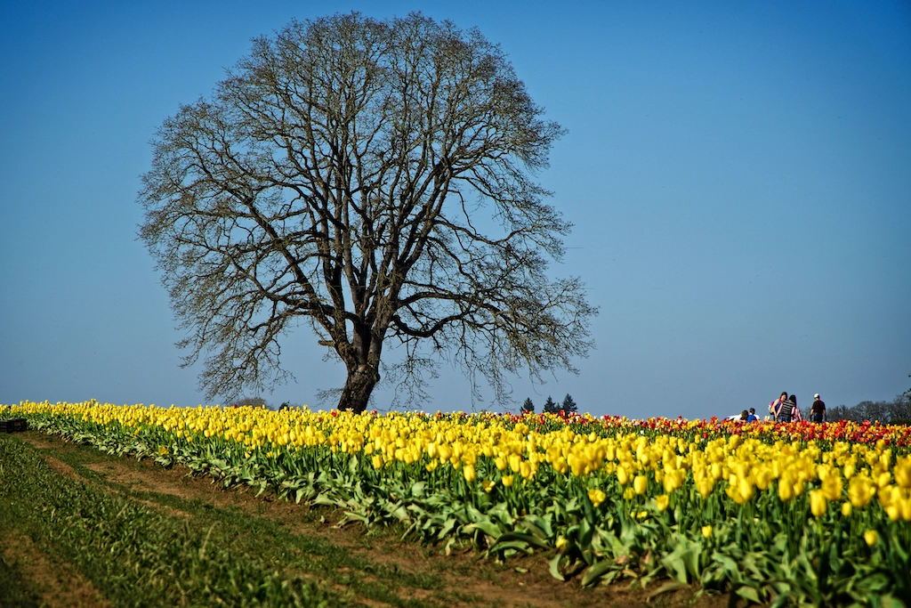 Sony a6000 + Sony E PZ 18-105mm F4 G OSS sample photo. Tulips photography