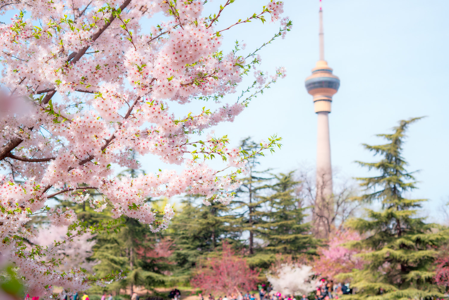 ZEISS Makro-Planar T* 50mm F2 sample photo