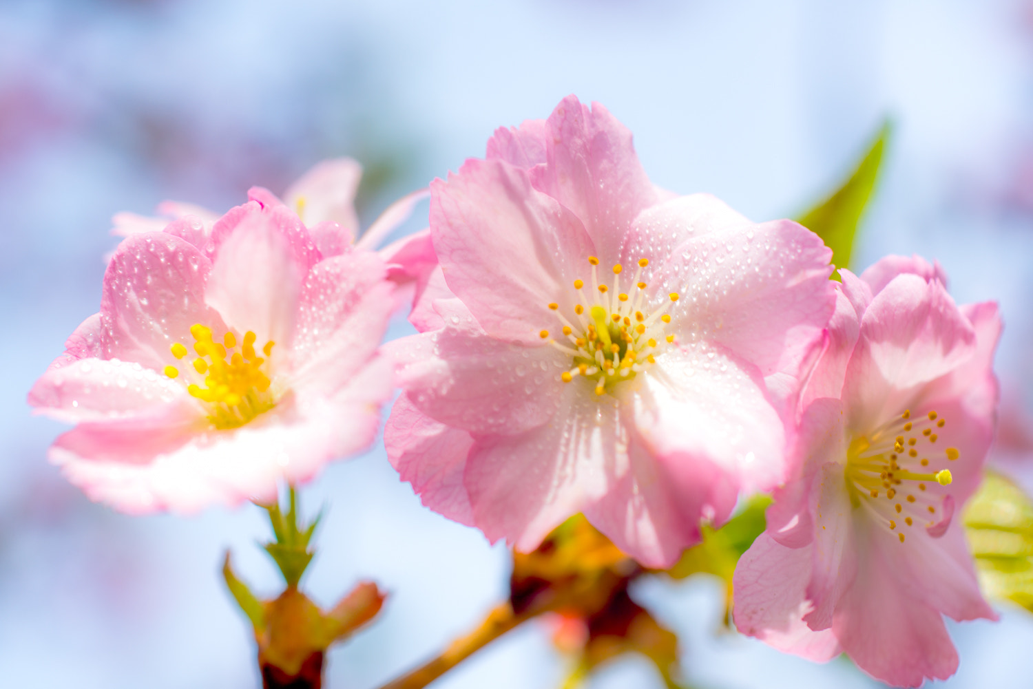 ZEISS Makro-Planar T* 50mm F2 sample photo