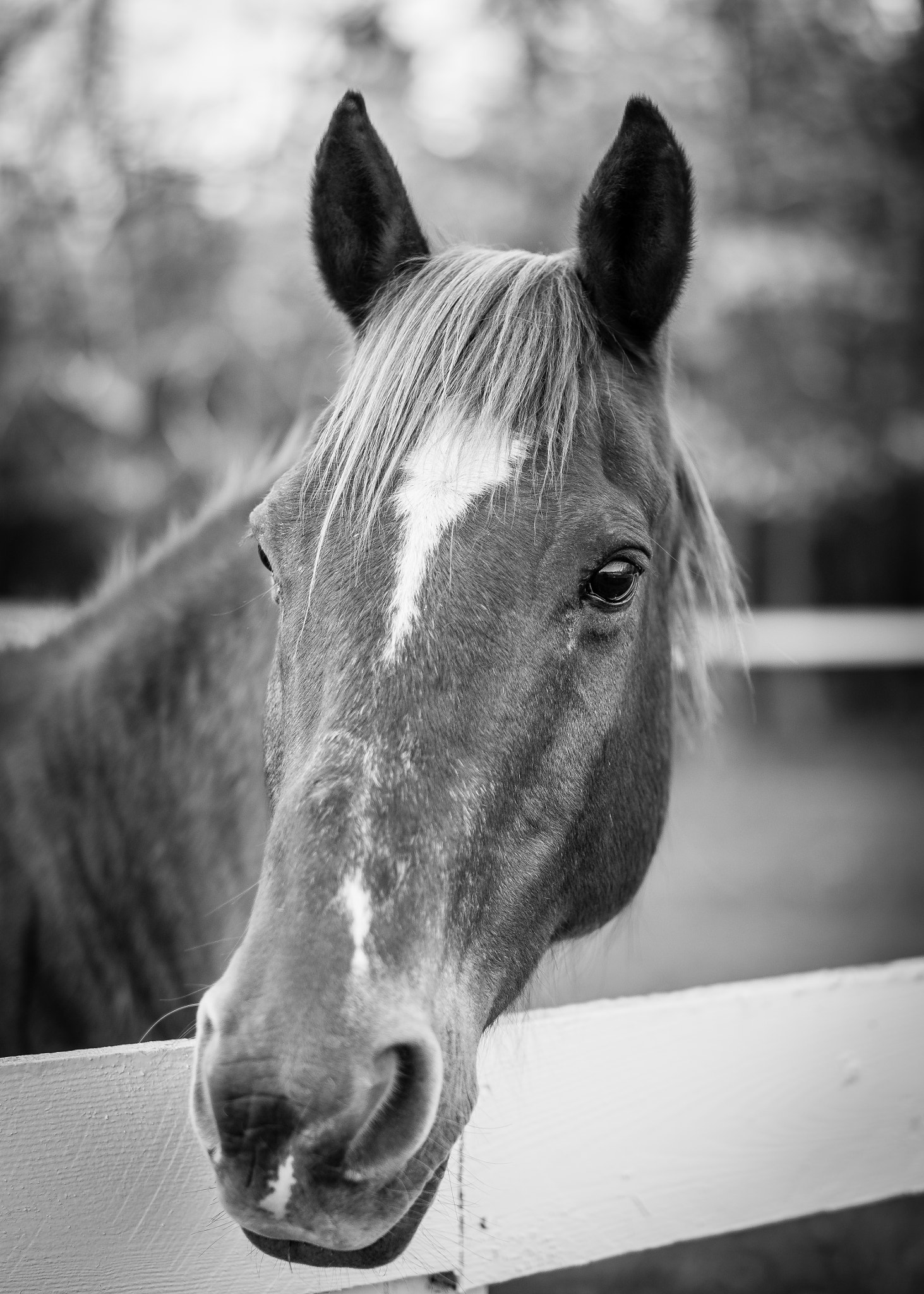 Nikon D810 + ZEISS Milvus 50mm F1.4 sample photo