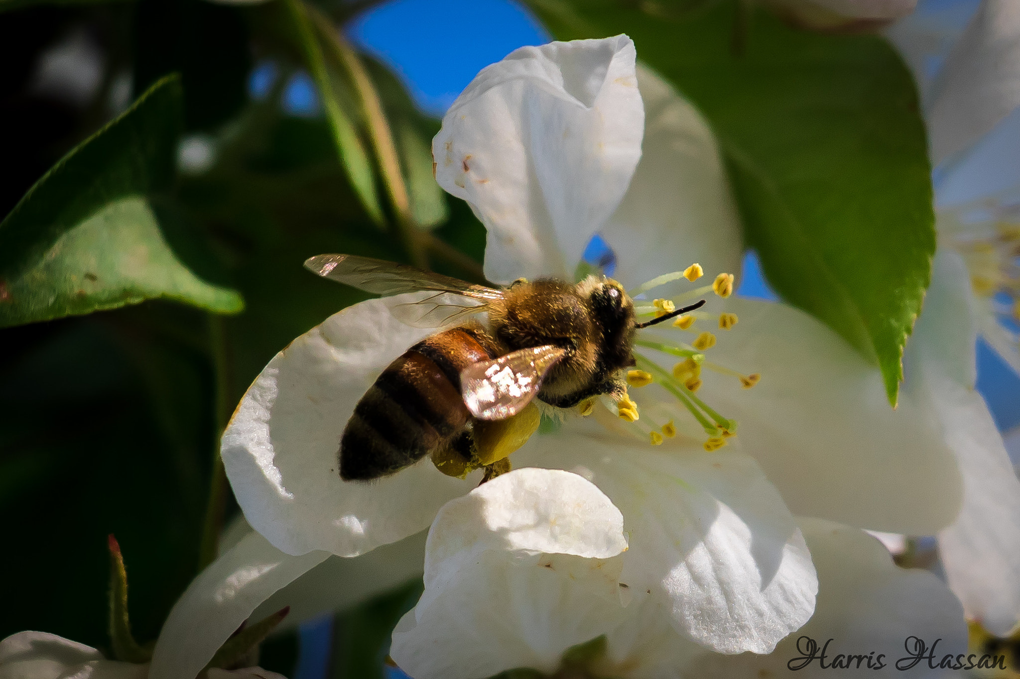 Canon EOS 760D (EOS Rebel T6s / EOS 8000D) sample photo. Just collecting some nectar.... photography