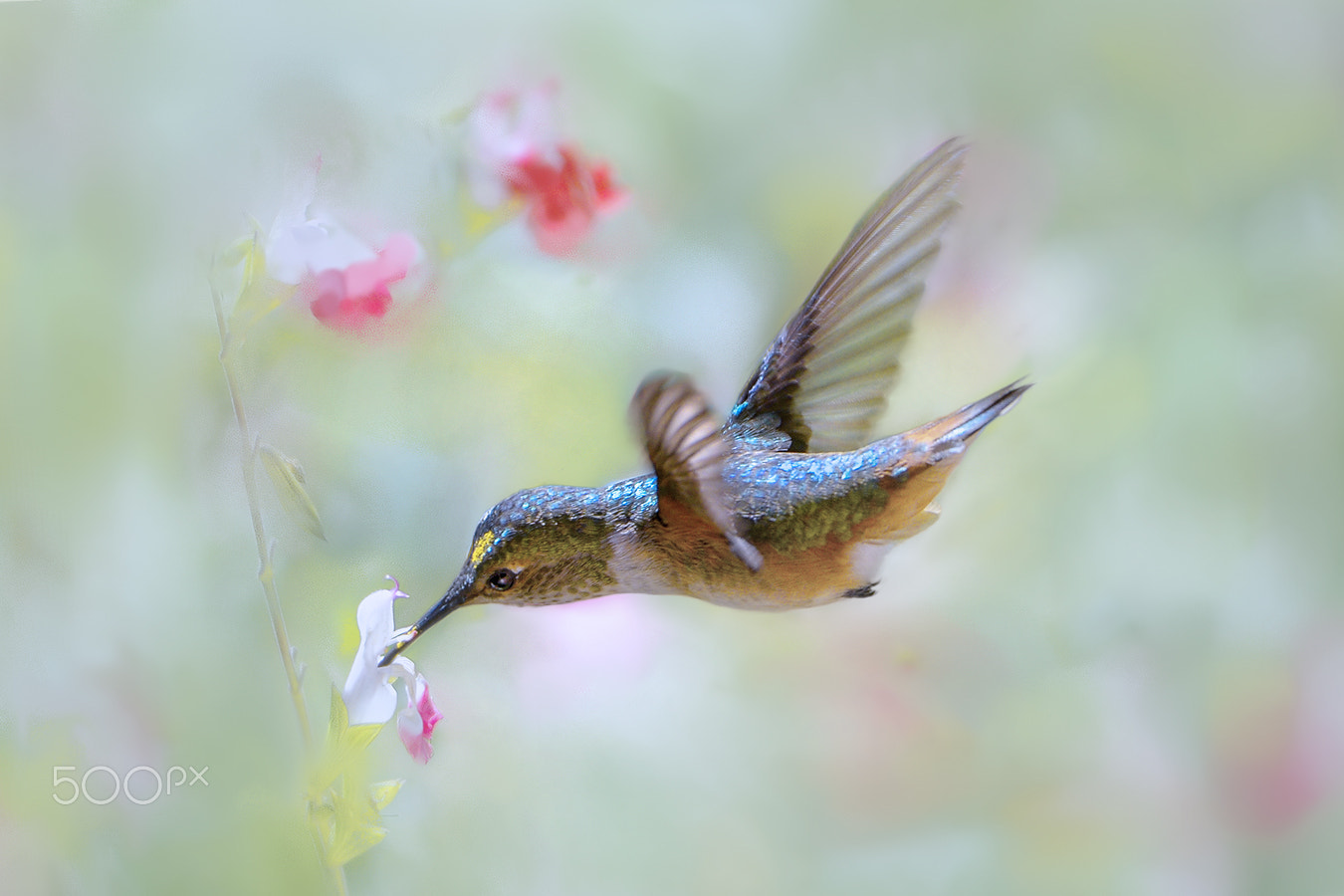 Nikon D4 sample photo. Humming bird photography