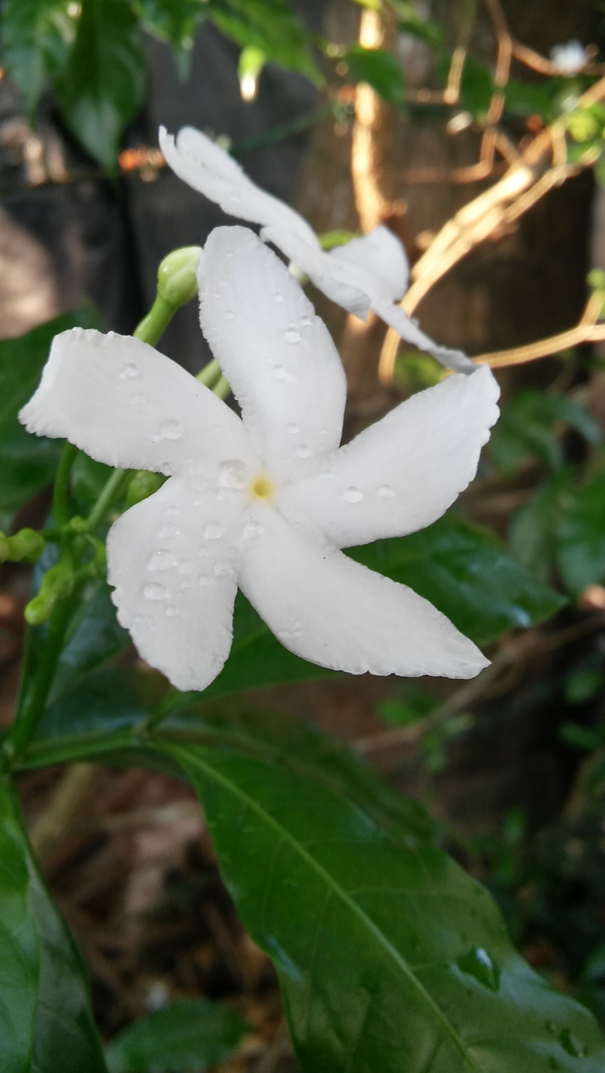 LG G4 BEAT sample photo. White flower photography