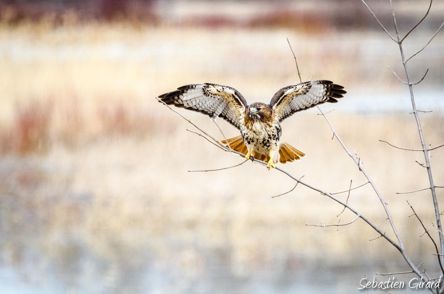 Sigma 150-600mm F5-6.3 DG OS HSM | S sample photo. Red-tailed hawk photography