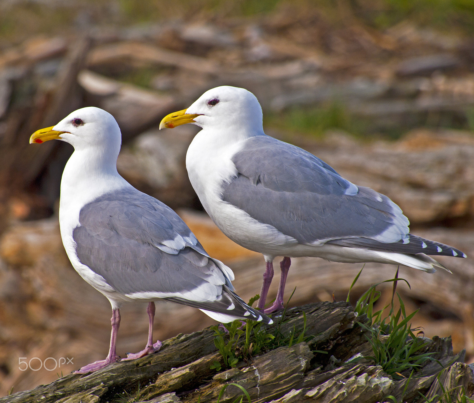 Olympus PEN E-P1 sample photo. 2 seagulls photography