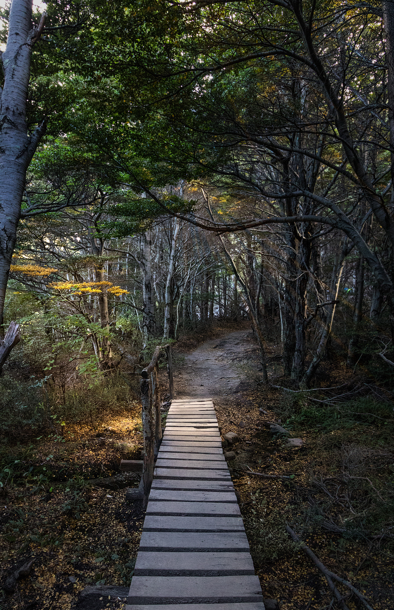 Canon EOS 760D (EOS Rebel T6s / EOS 8000D) sample photo. Into the woods photography