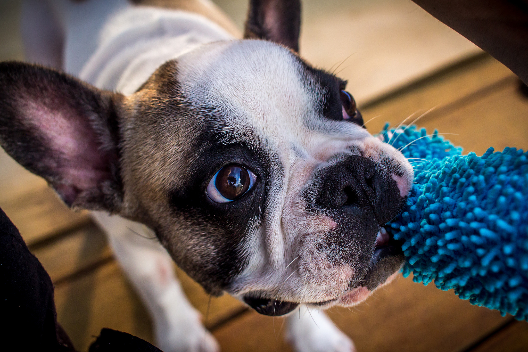 Canon EF-S 24mm F2.8 STM sample photo. Give me that back! photography