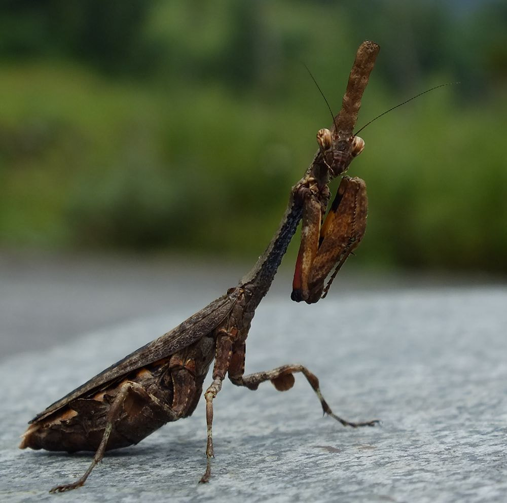 FujiFilm FinePix HS20 EXR (FinePix HS22 EXR) sample photo. 螳螂精灵 photography