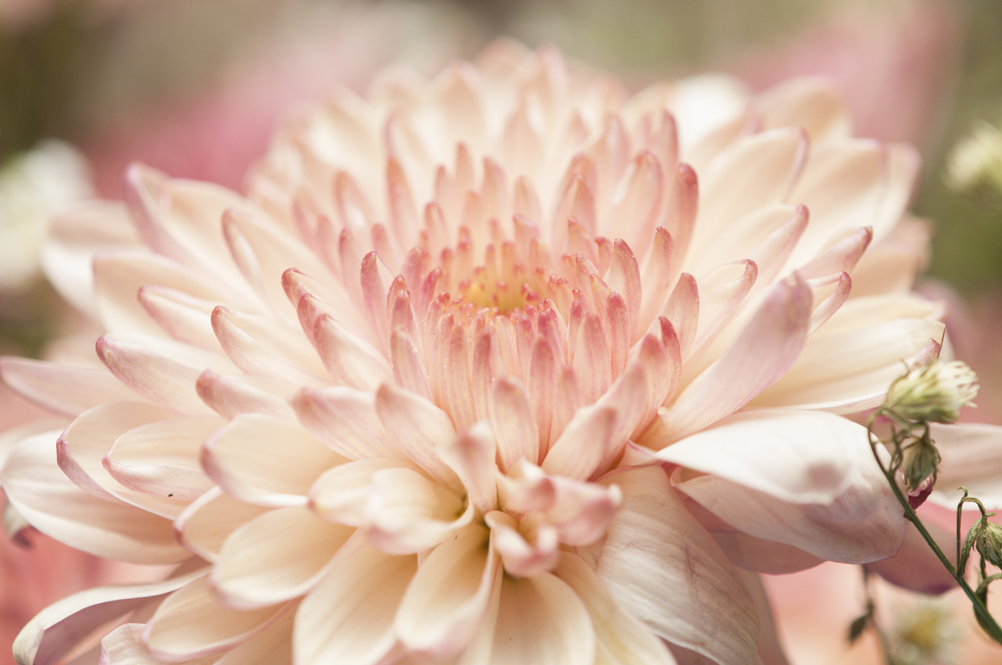Nikon AF-S DX Micro-Nikkor 85mm F3.5G ED VR sample photo. Blooming chrysanthemum photography