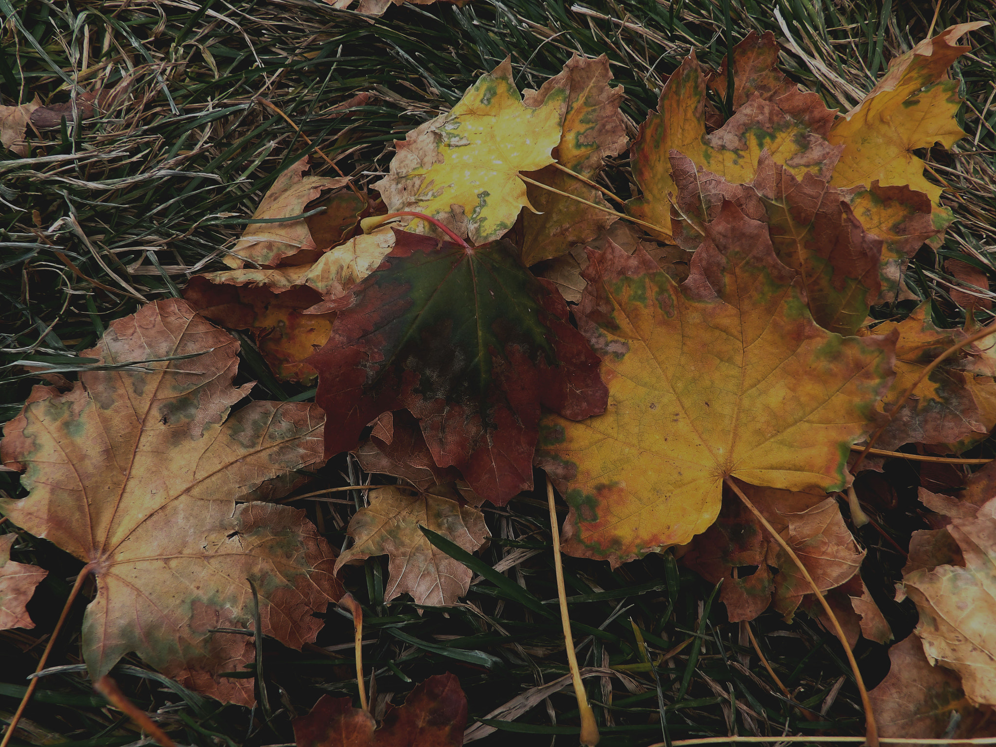 Kodak PIXPRO AZ521 sample photo. Autumn floor photography
