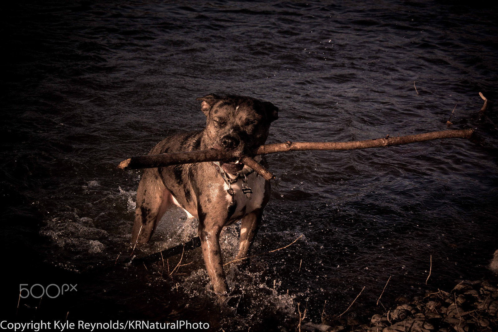 Nikon 1 J4 sample photo. Paxton photography