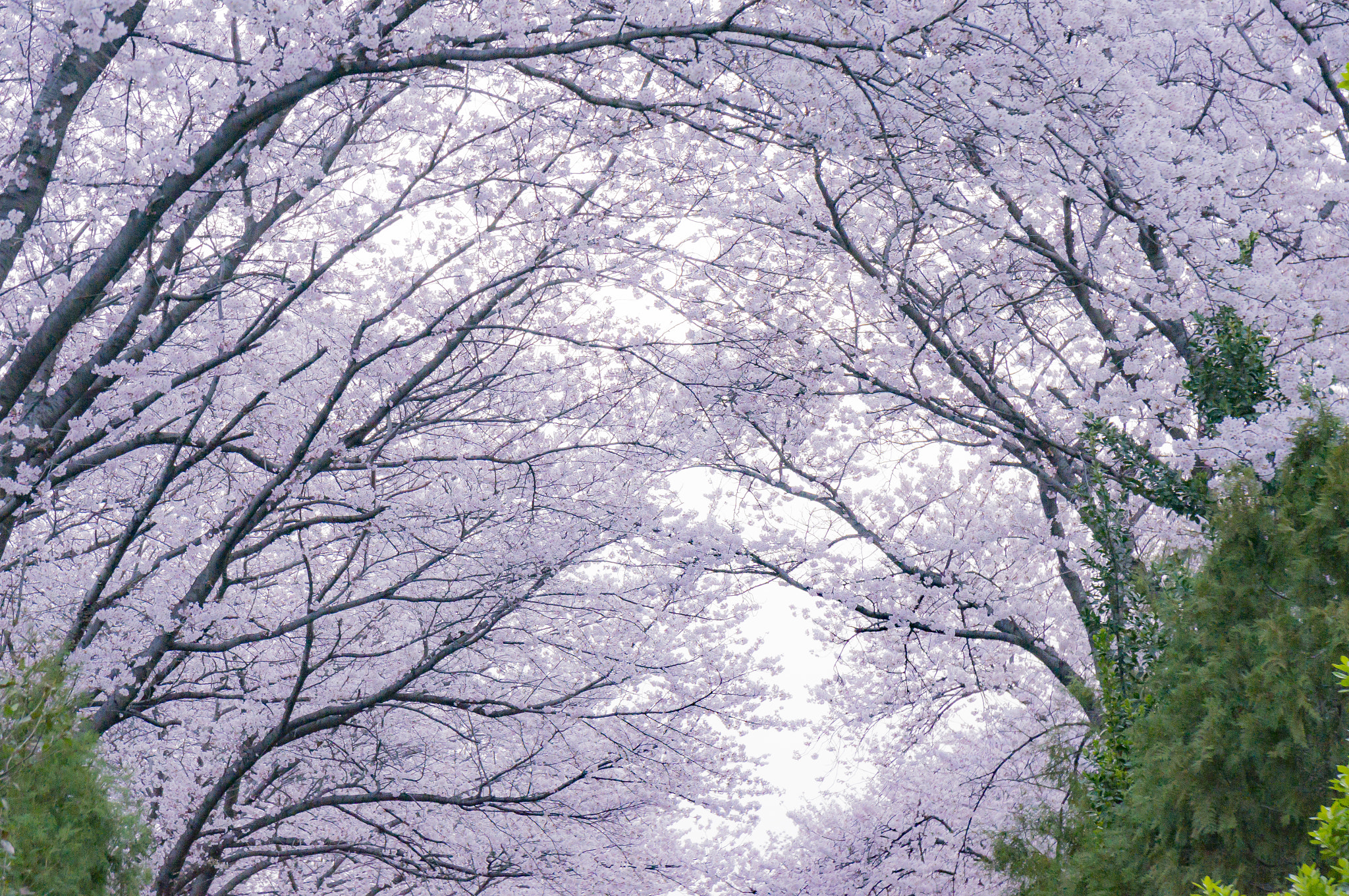 Sony Alpha NEX-5T + Sony Vario-Tessar T* E 16-70mm F4 ZA OSS sample photo. Tunnel of cherry blossom photography
