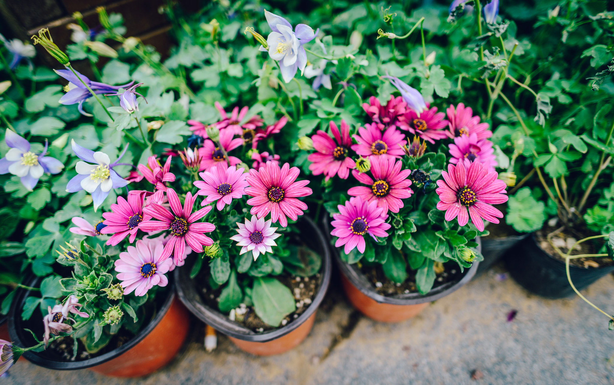 Nikon D800E + Nikon AF-S Nikkor 20mm F1.8G ED sample photo. Spring is coming! photography