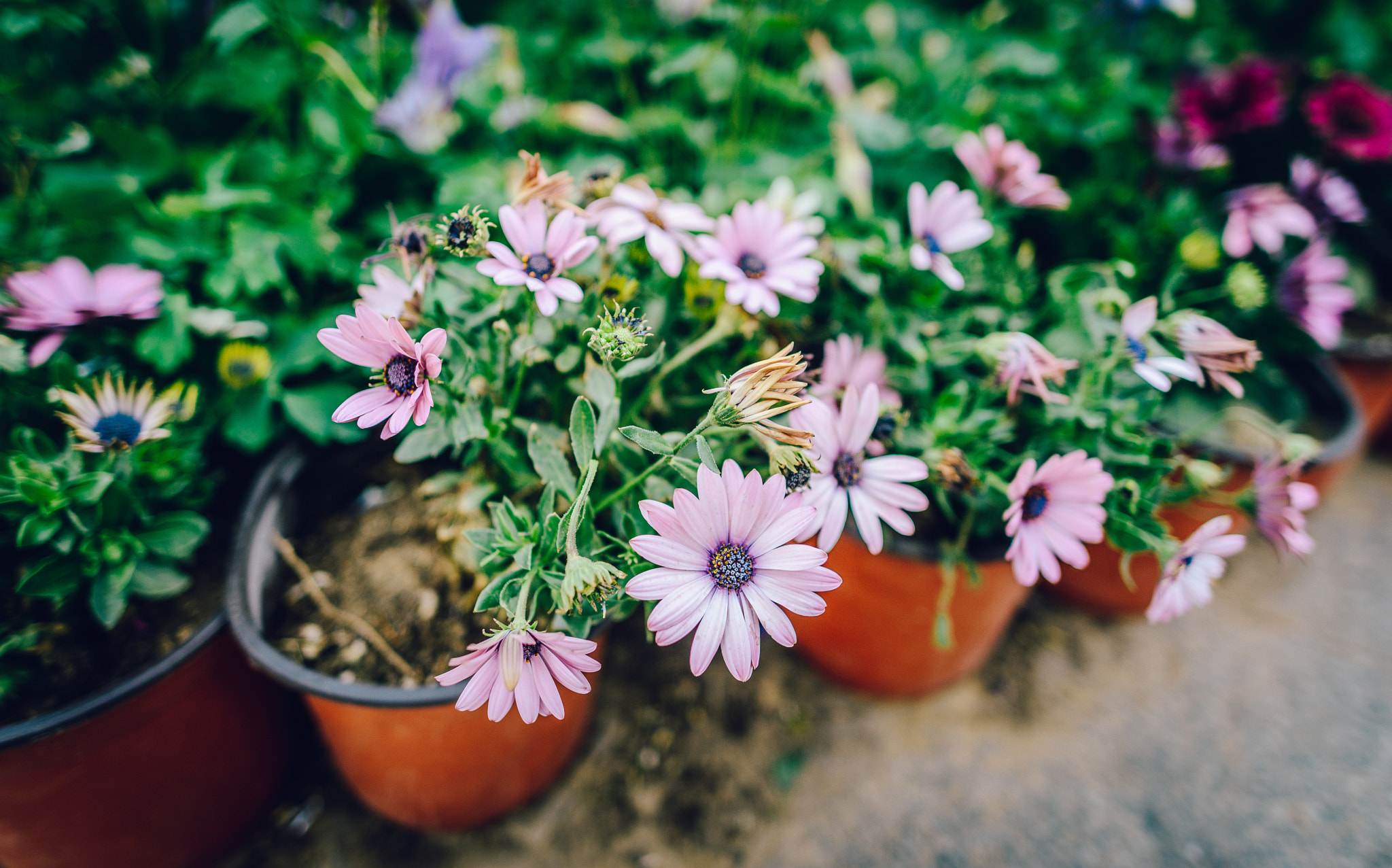 Nikon D800E + Nikon AF-S Nikkor 20mm F1.8G ED sample photo. Spring is coming! photography