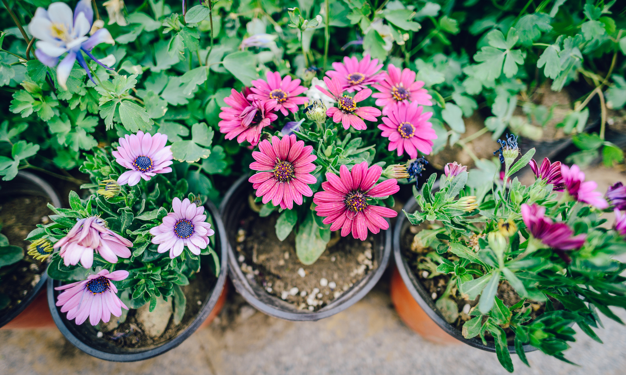 Nikon D800E + Nikon AF-S Nikkor 20mm F1.8G ED sample photo. Spring is coming! photography