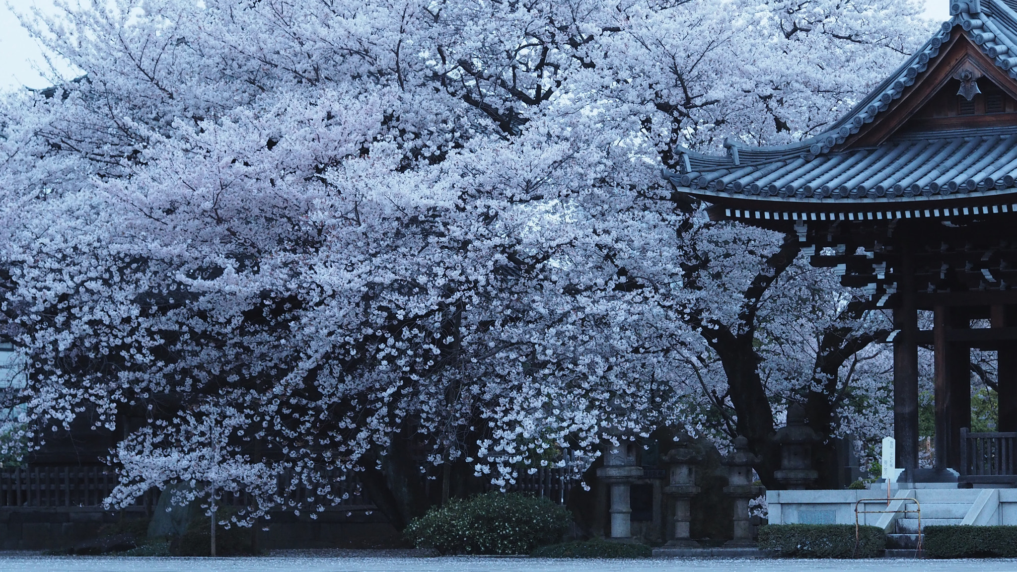 Olympus PEN E-PL7 sample photo. Sakura in the dusk photography
