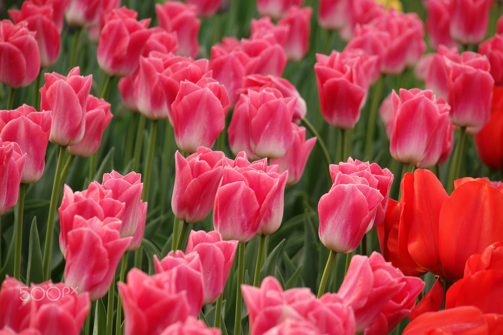 NX 18-200mm F3.5-6.3 sample photo. Roozengaarde display garden photography