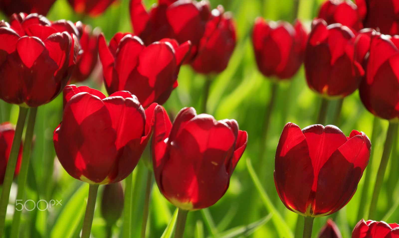 NX 18-200mm F3.5-6.3 sample photo. Skagit valley tulip festival at roozengaarde displ photography