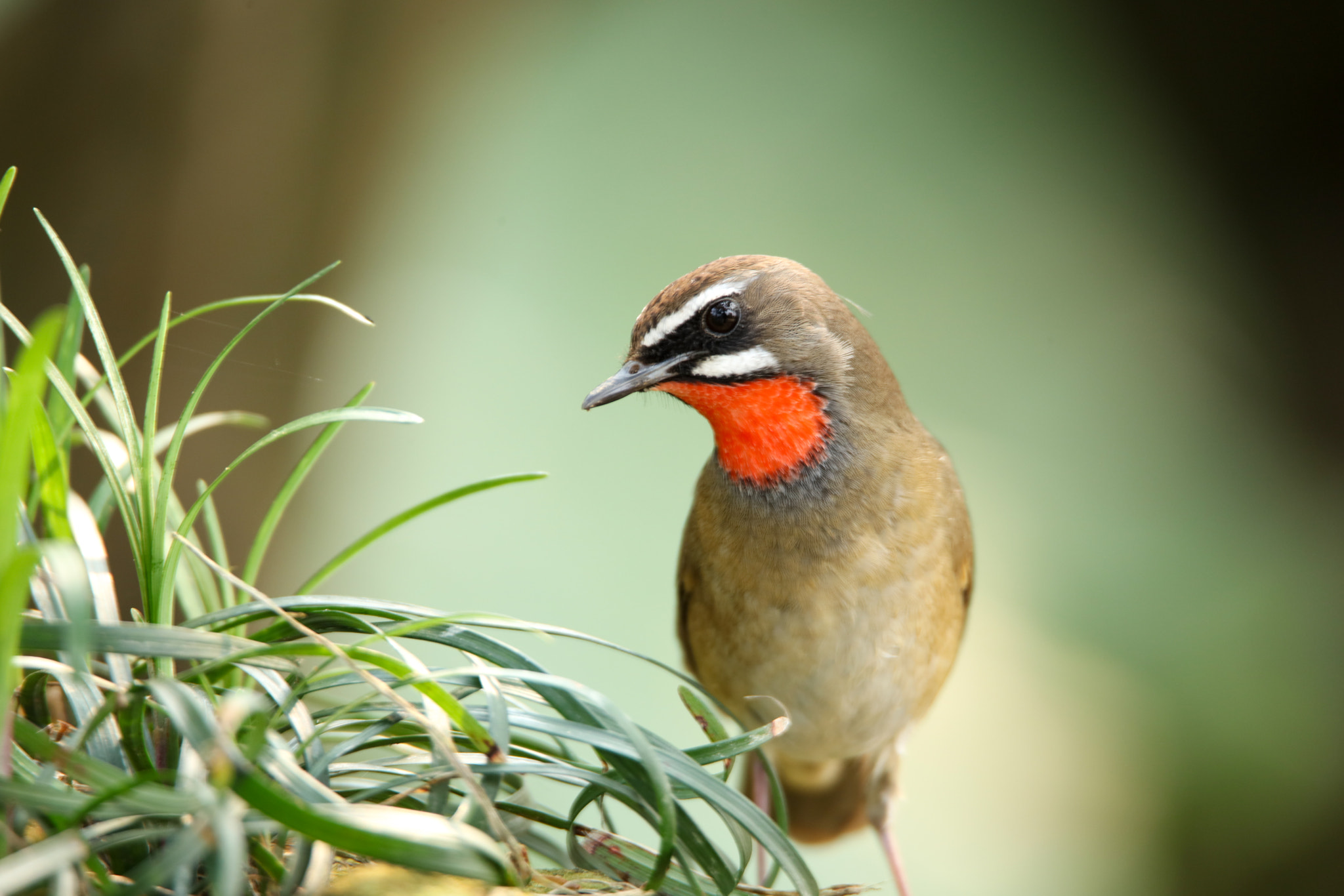 Canon EOS 5DS + Tamron SP 150-600mm F5-6.3 Di VC USD sample photo. Siberian rubythroat photography