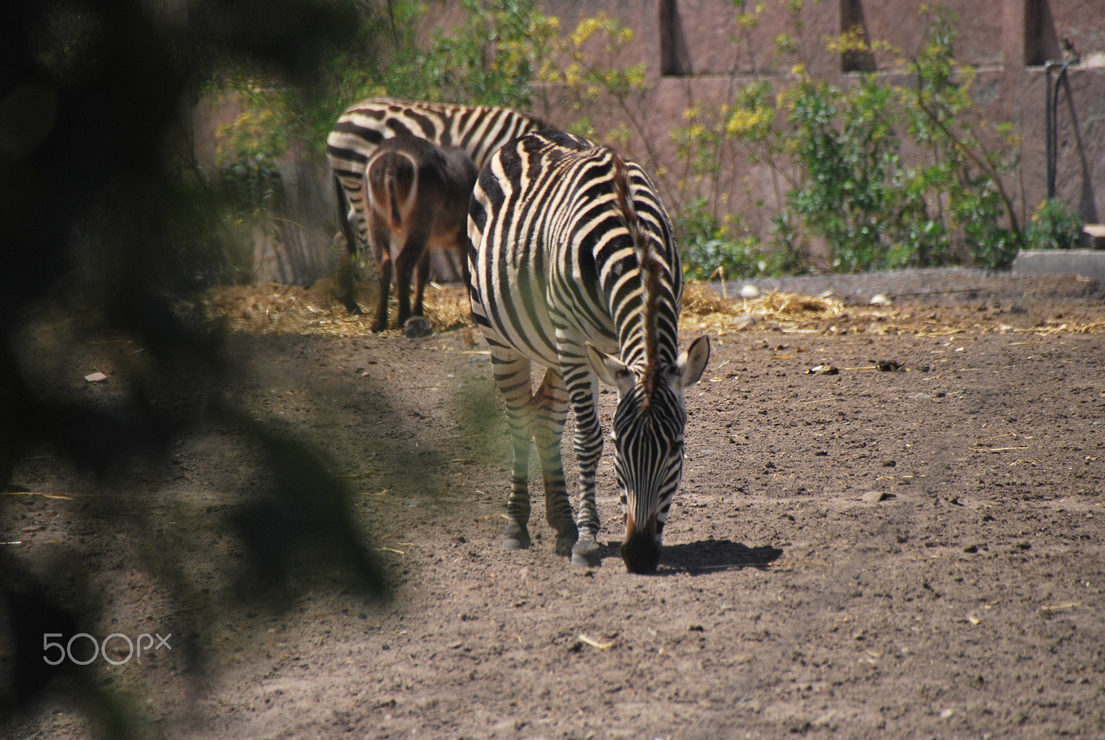 Sigma 18-250mm F3.5-6.3 DC Macro OS HSM sample photo. Zebra photography