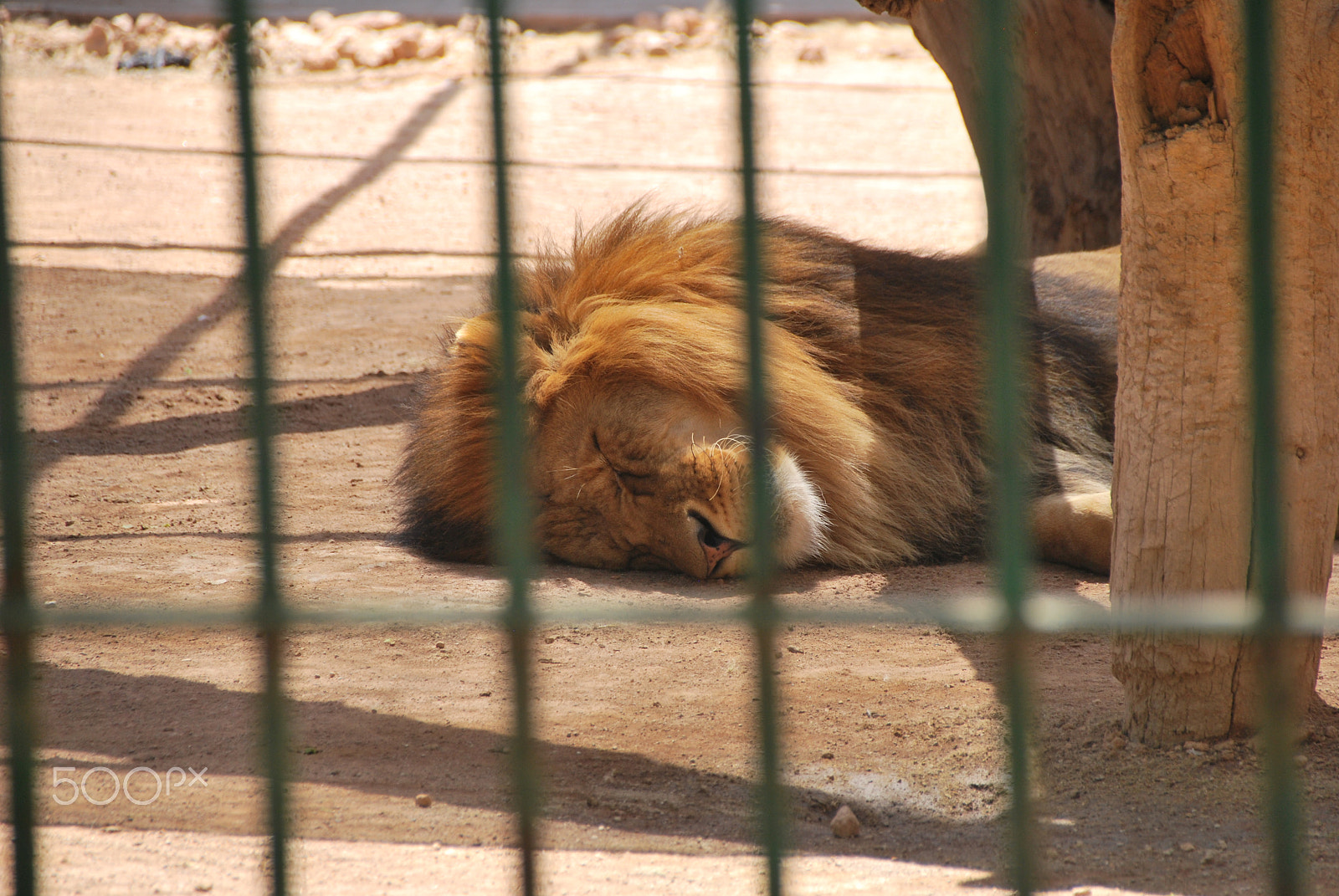 Sigma 18-250mm F3.5-6.3 DC Macro OS HSM sample photo. Behind bars () photography