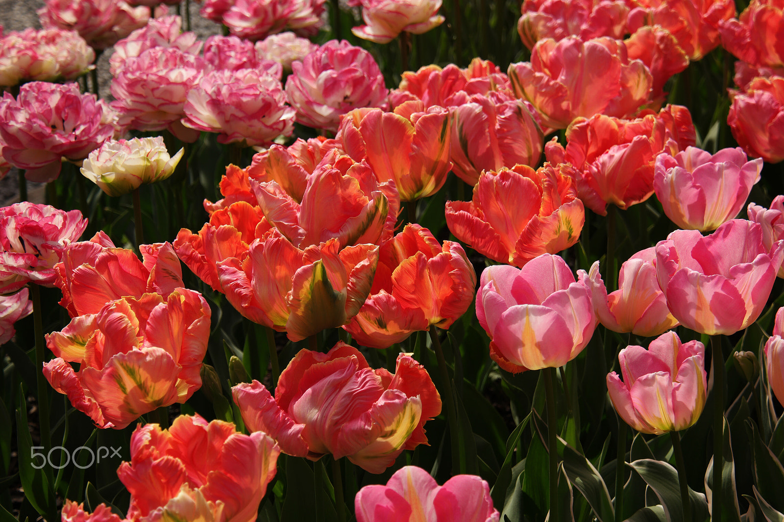 Samsung NX1 + NX 18-200mm F3.5-6.3 sample photo. Roozengaarde display garden﻿ photography