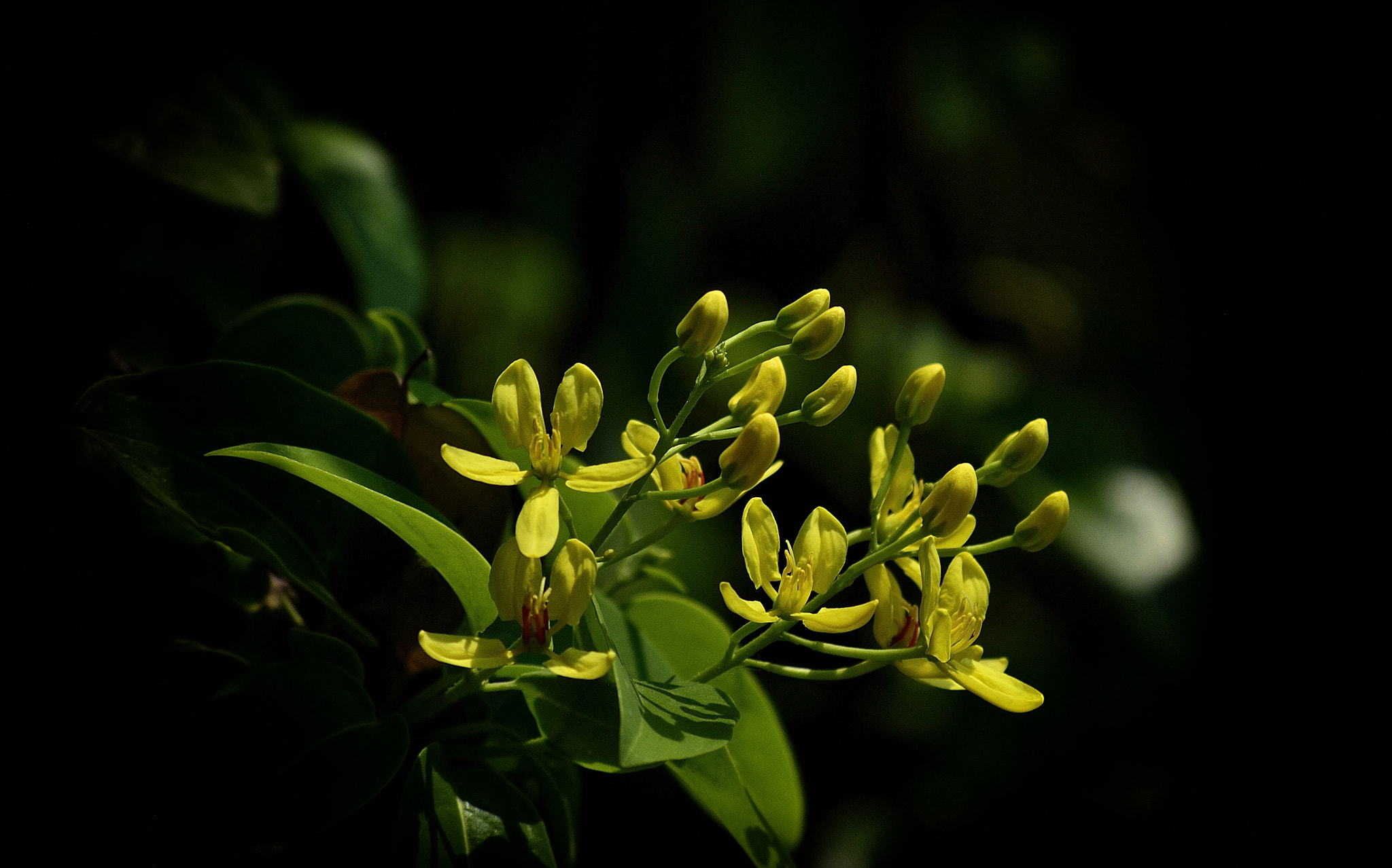 Nikon D200 sample photo. Flower photography